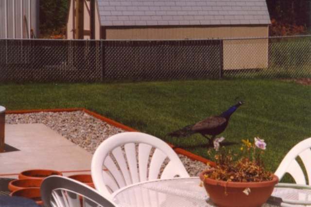 40087 Mackinaw Road Loon Lake, WA 99148 - Photo 7 of 9 Gallery Image 7