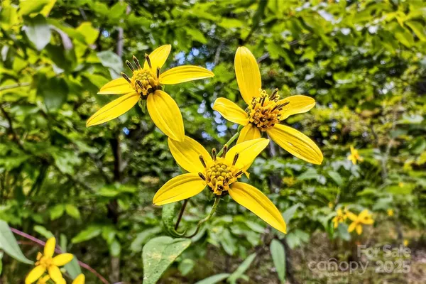 a view of a flower in a garden