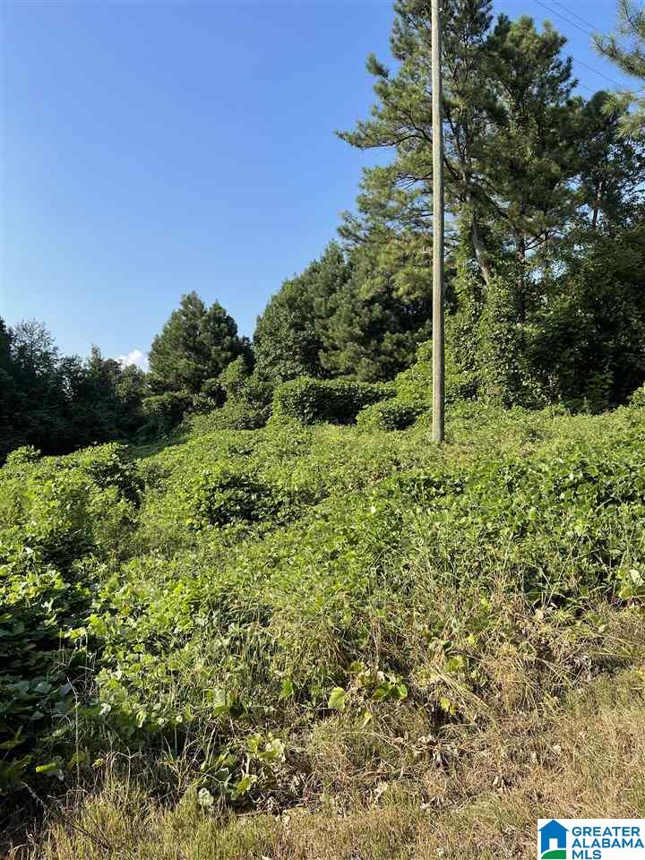 0 Pine Mountain Road Remlap, AL 35133 - Photo 5 of 7