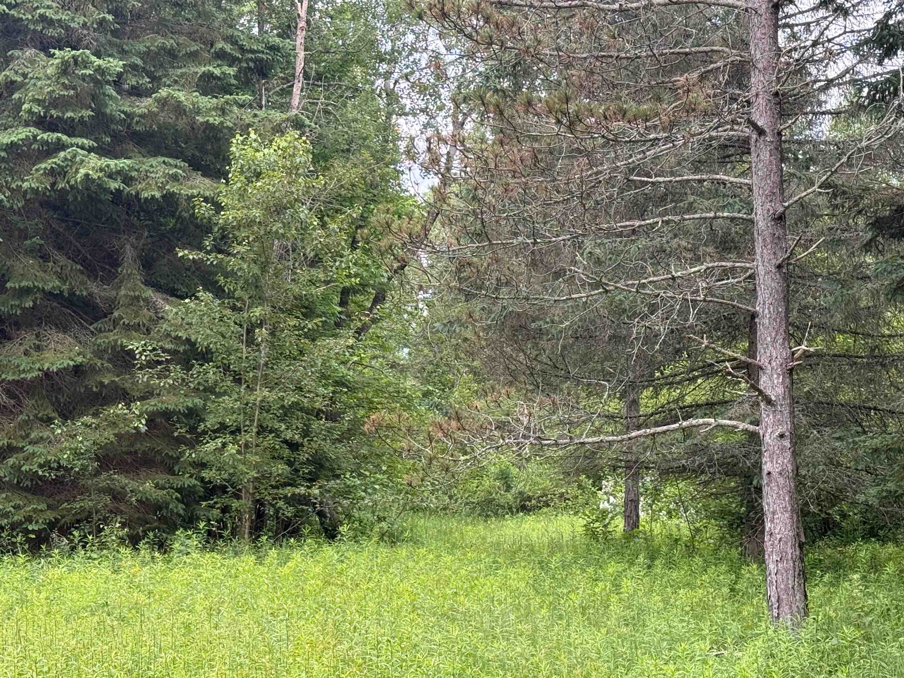 0 South Good Harbor Trail Cedar, MI 49621 - Photo 5 of 13
