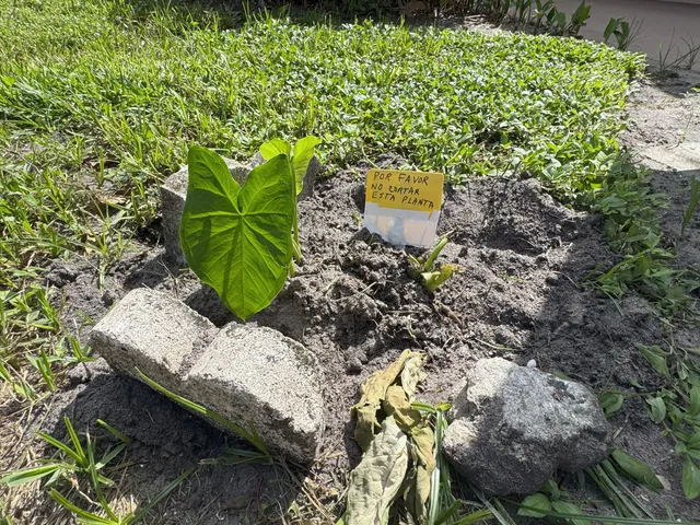 a view of a bird bath