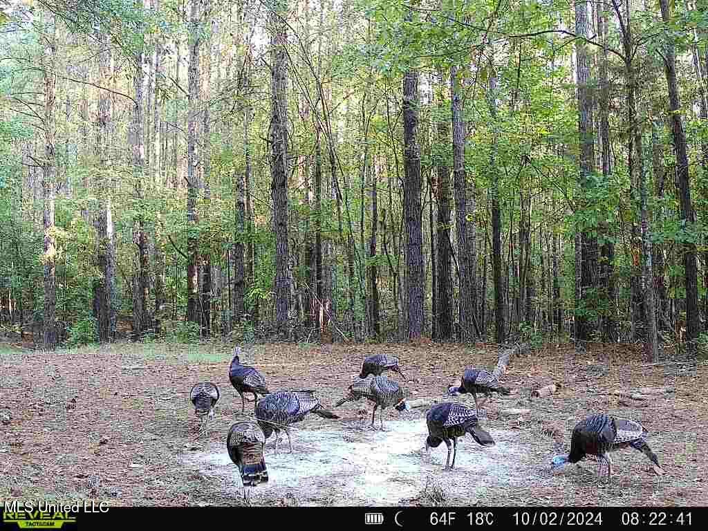 Bill Hubbard Road Braxton, MS 39044 - Photo 11 of 15 IMG_9100