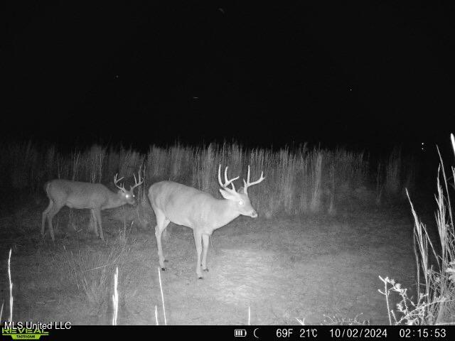 Bill Hubbard Road Braxton, MS 39044 - Photo 12 of 15 IMG_9103