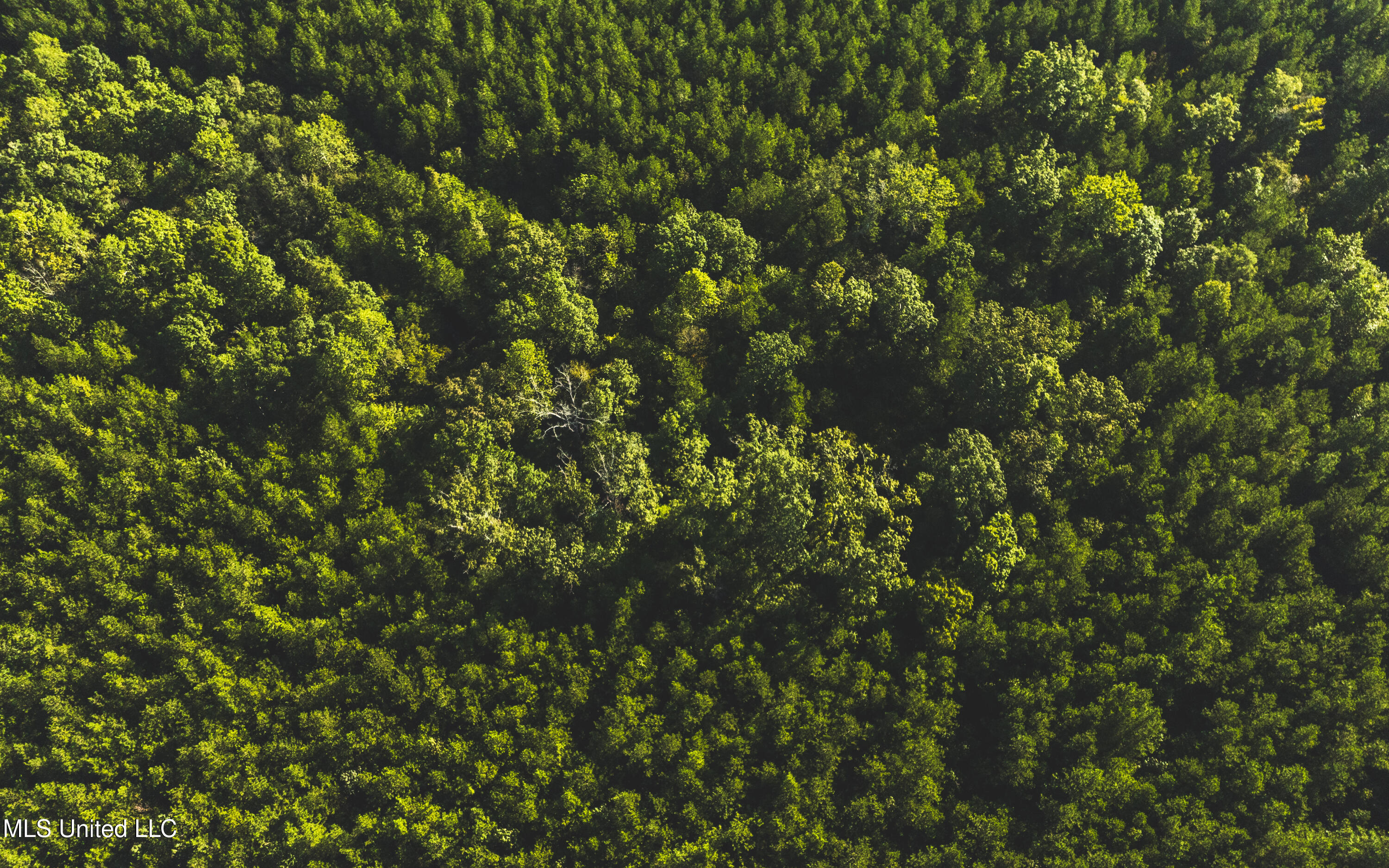 Bill Hubbard Road Braxton, MS 39044 - Photo 2 of 15 dji_0340