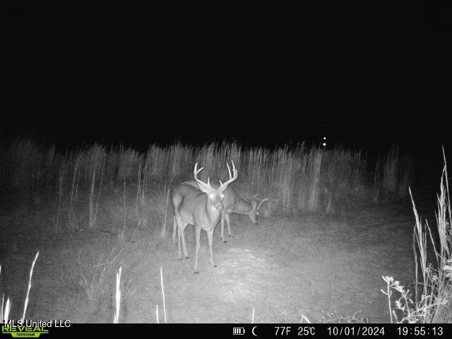 Bill Hubbard Road Braxton, MS 39044 - Photo 9 of 15 IMG_9098