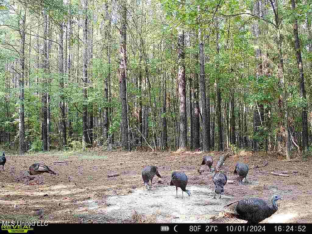 Bill Hubbard Road Braxton, MS 39044 - Photo 10 of 15 IMG_9099