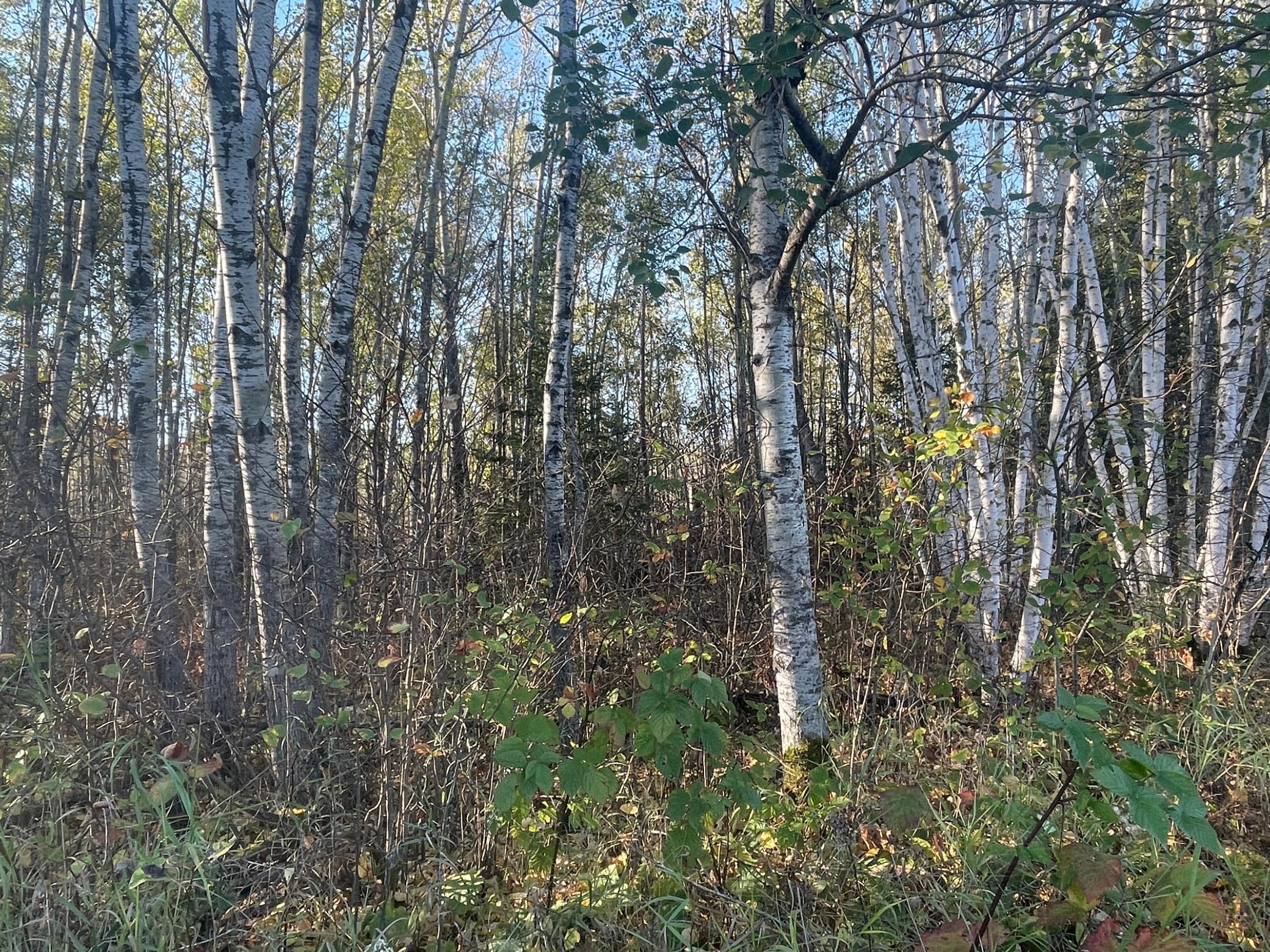 Tbd-4 Oak Leaf Road Kerrick, MN 55756 - Photo 11 of 15