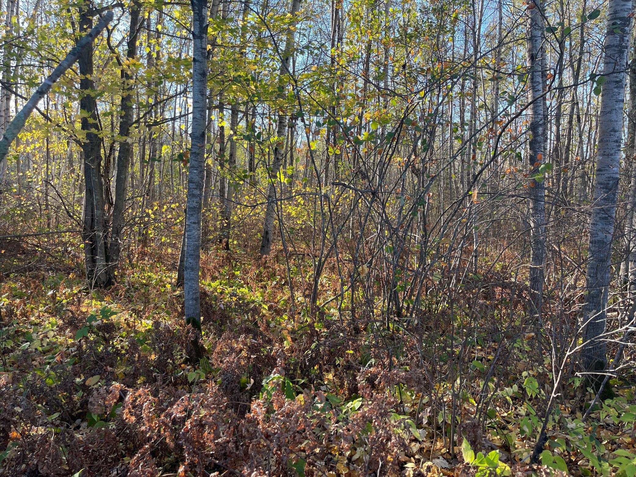 Tbd-4 Oak Leaf Road Kerrick, MN 55756 - Photo 12 of 15