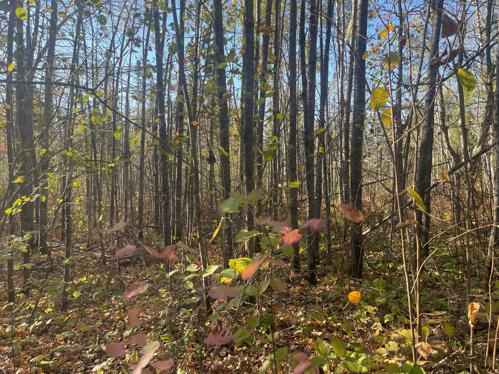 Tbd-4 Oak Leaf Road Kerrick, MN 55756 - Photo 7 of 15