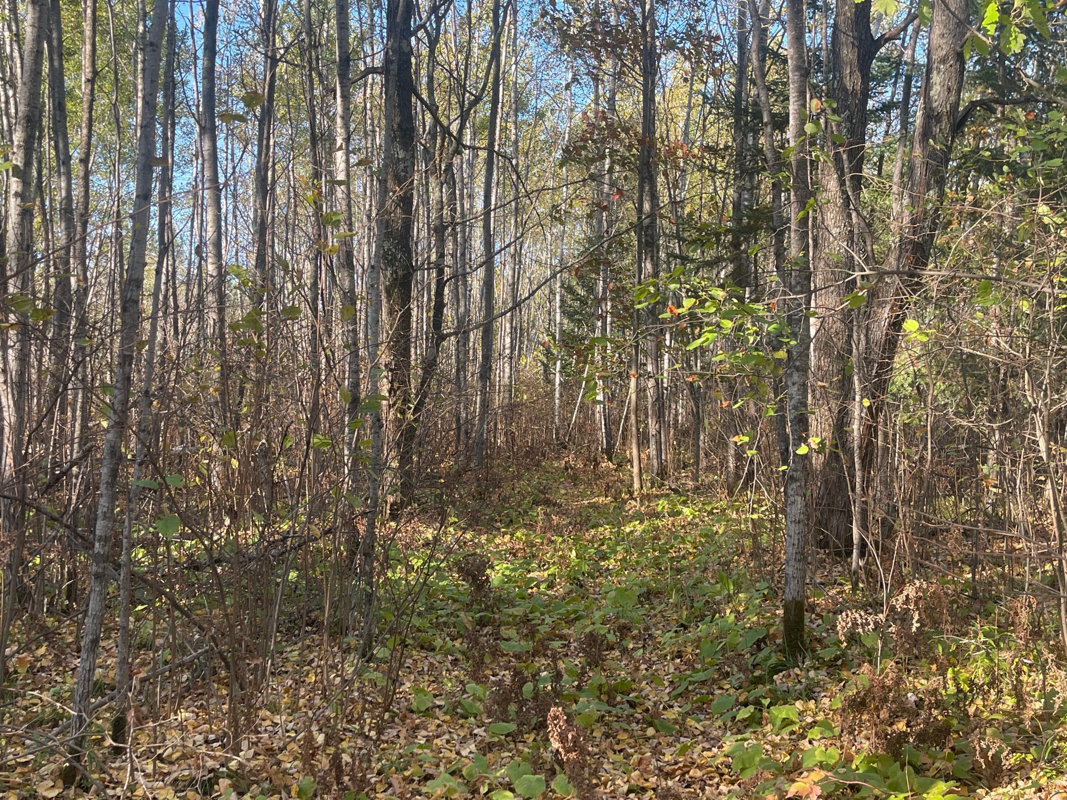 Tbd-4 Oak Leaf Road Kerrick, MN 55756 - Photo 9 of 15