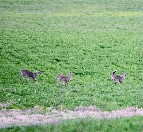 $245,000 | 2641 Battle Creek Road, Springfield, TN 37172