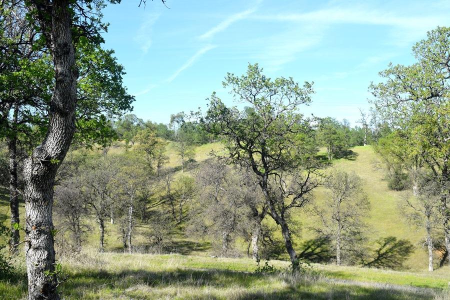 Quail Ridge Road Cottonwood, CA 96022 - Photo 15 of 18 a view of a yard