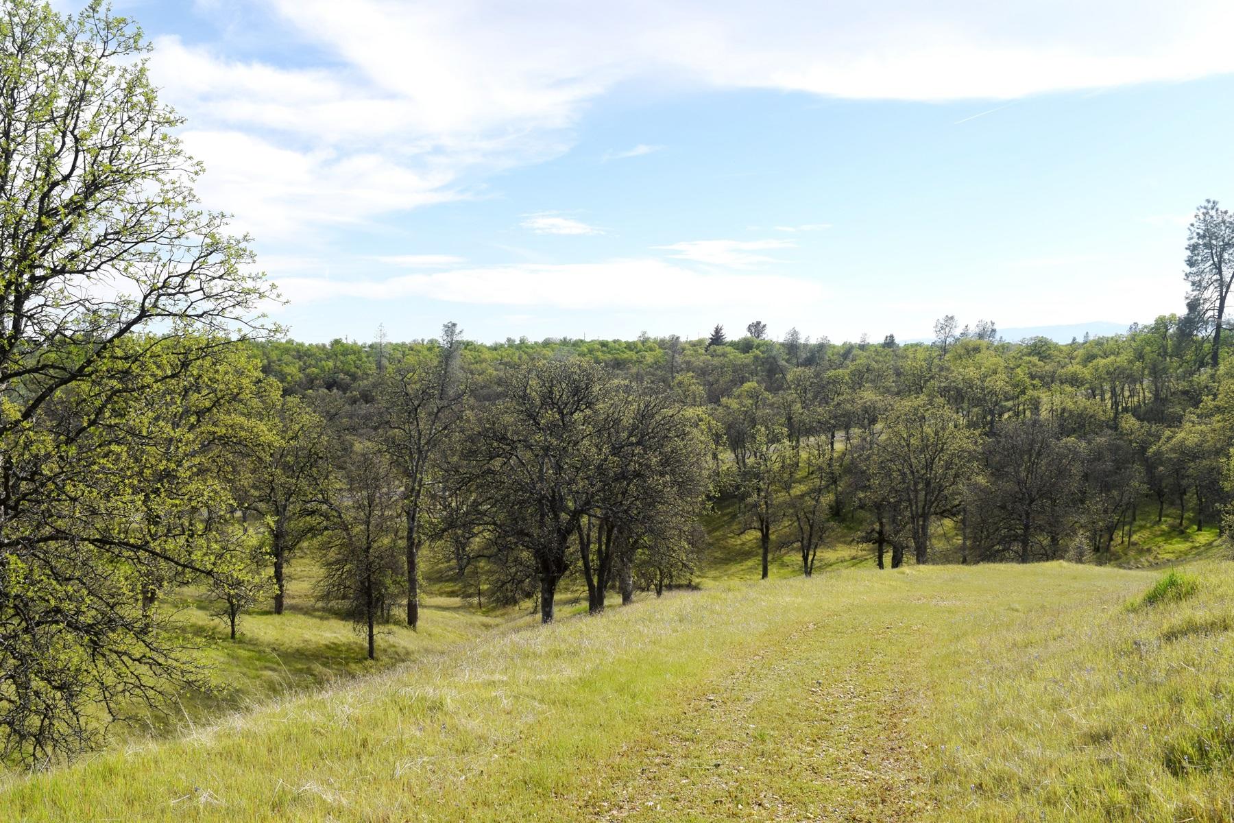 Quail Ridge Road Cottonwood, CA 96022 - Photo 3 of 18 a view of a yard with a tree