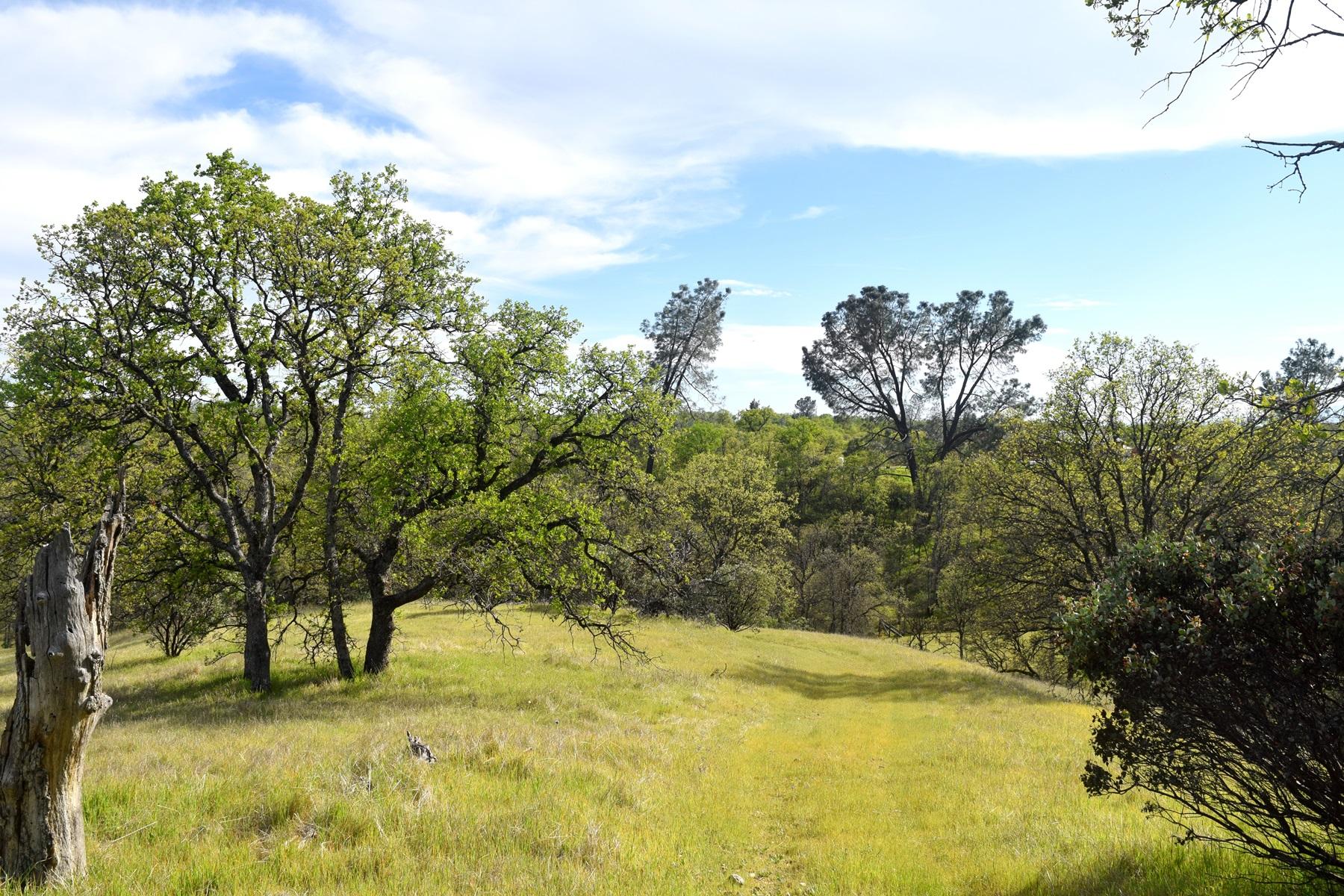 Quail Ridge Road Cottonwood, CA 96022 - Photo 5 of 18 a view of yard with trees