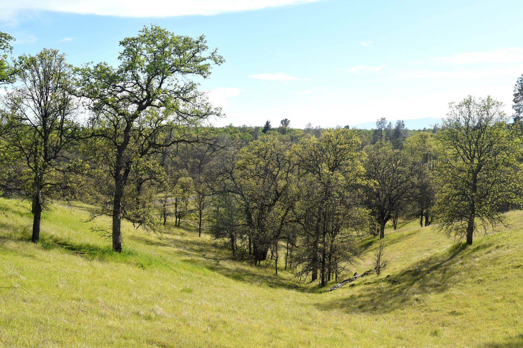 Quail Ridge Road Cottonwood, CA 96022 - Photo 7 of 18 a view of yard