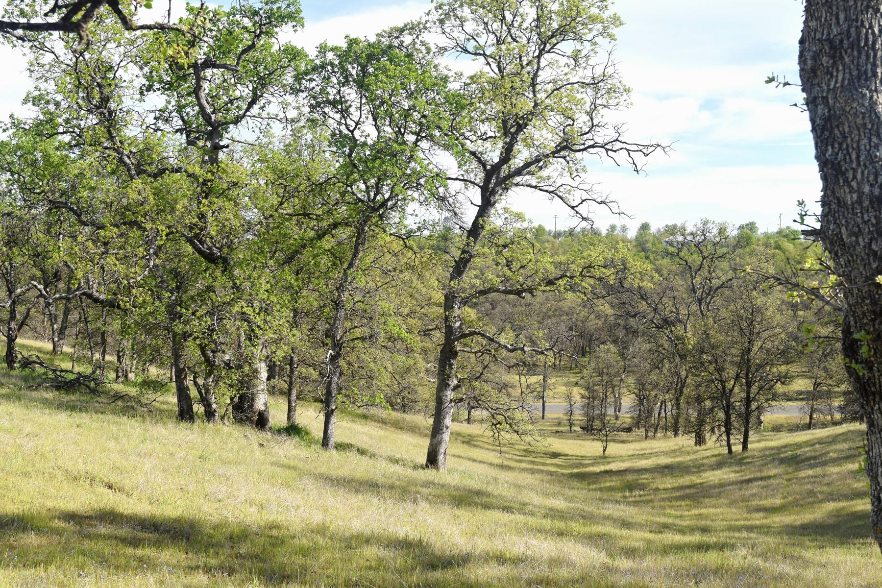 Quail Ridge Road Cottonwood, CA 96022 - Photo 8 of 18 a view of swimming pool with trees