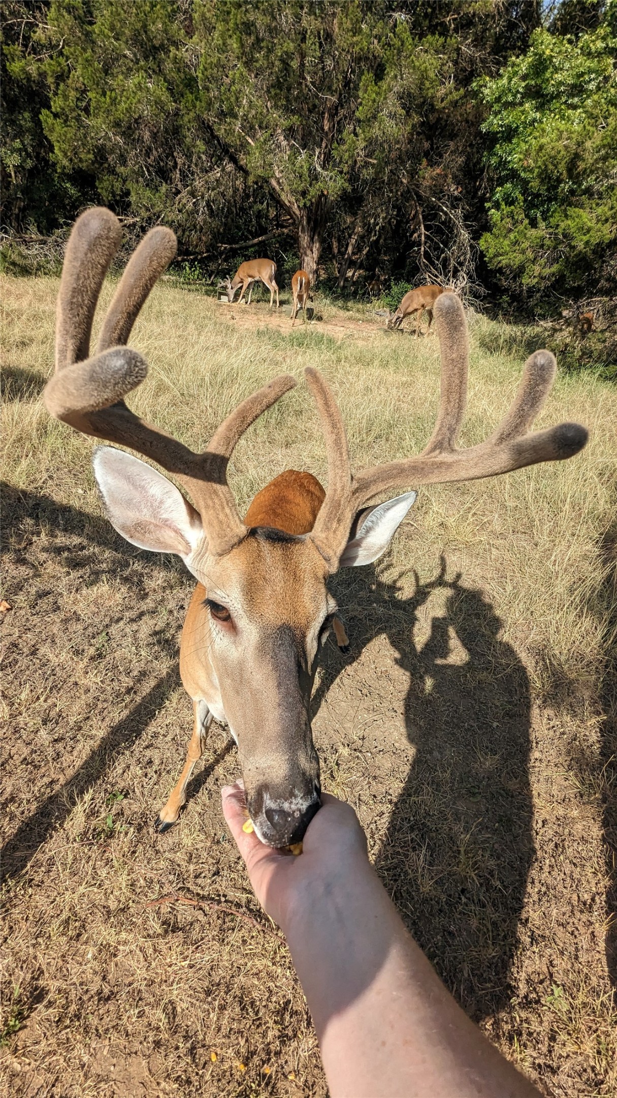 3011 Wadsworth Way Austin, TX 78748 - Photo 26 of 28 a view of water heater