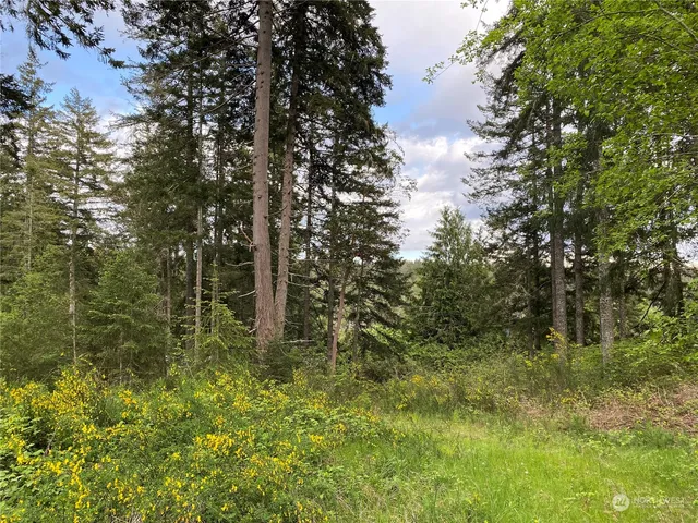 a close up of a tree in a yard