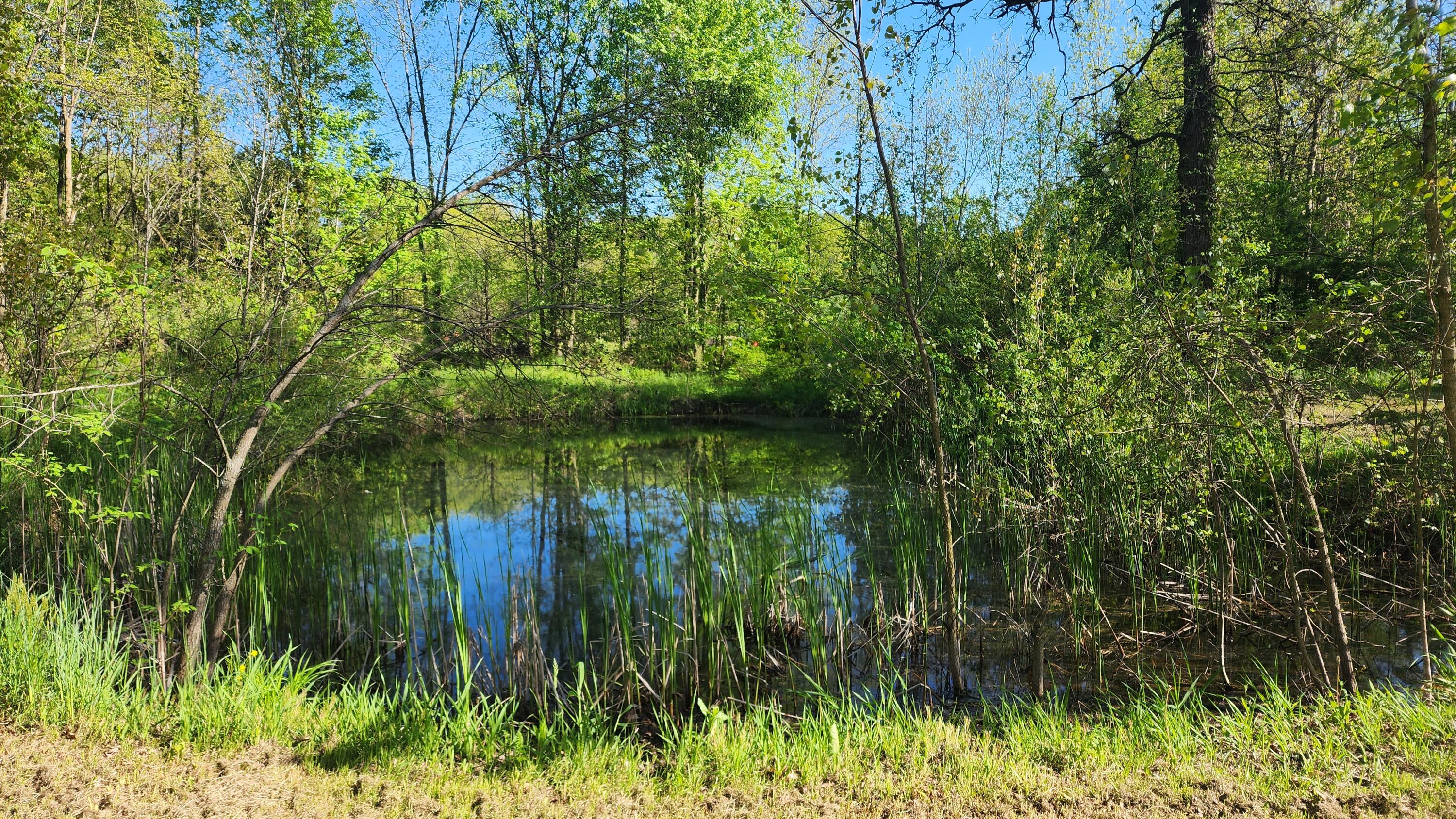 14915 White Road Bailey, MI 49303 - Photo 29 of 37 Pond