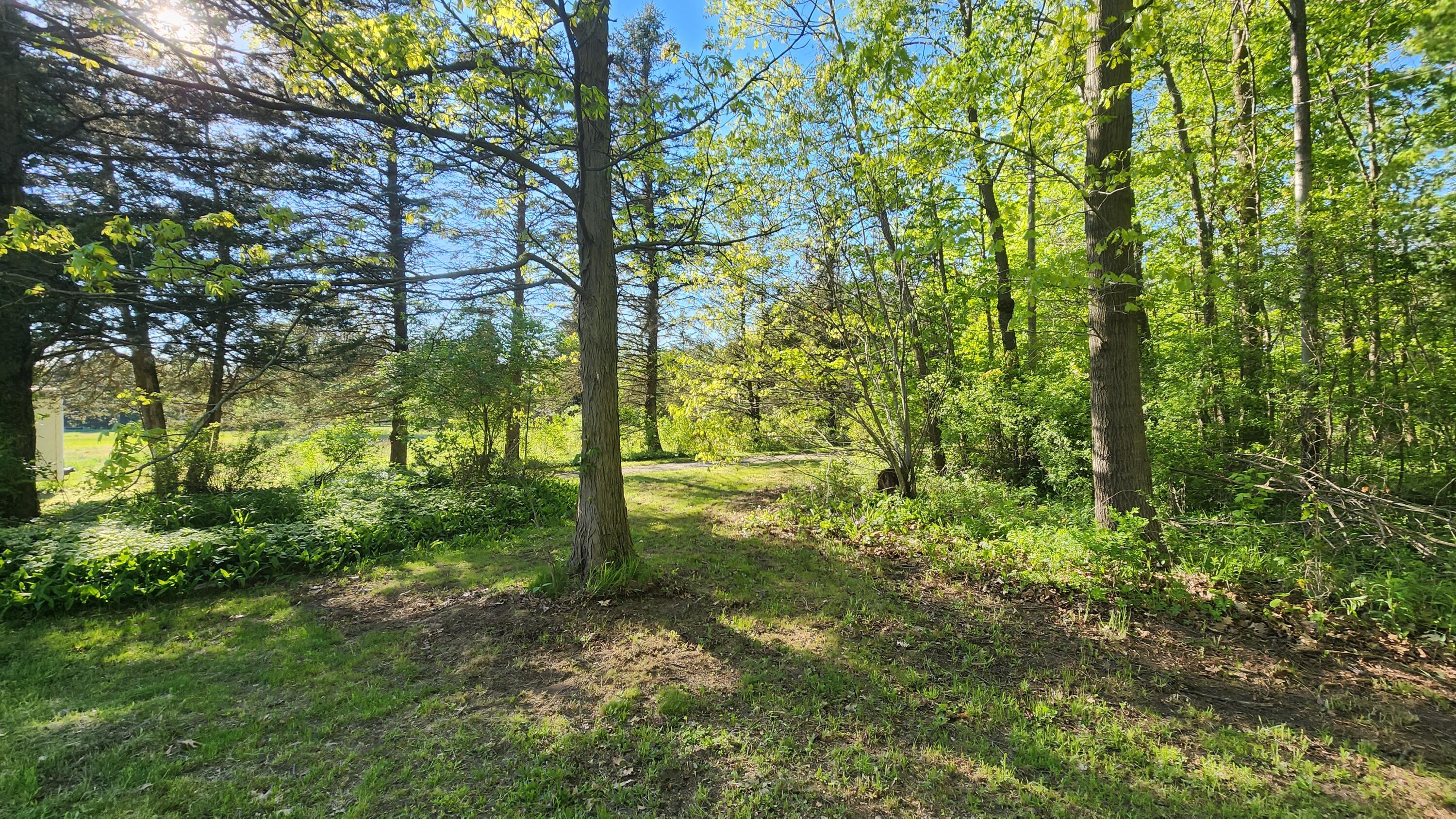 14915 White Road Bailey, MI 49303 - Photo 35 of 37 Yard