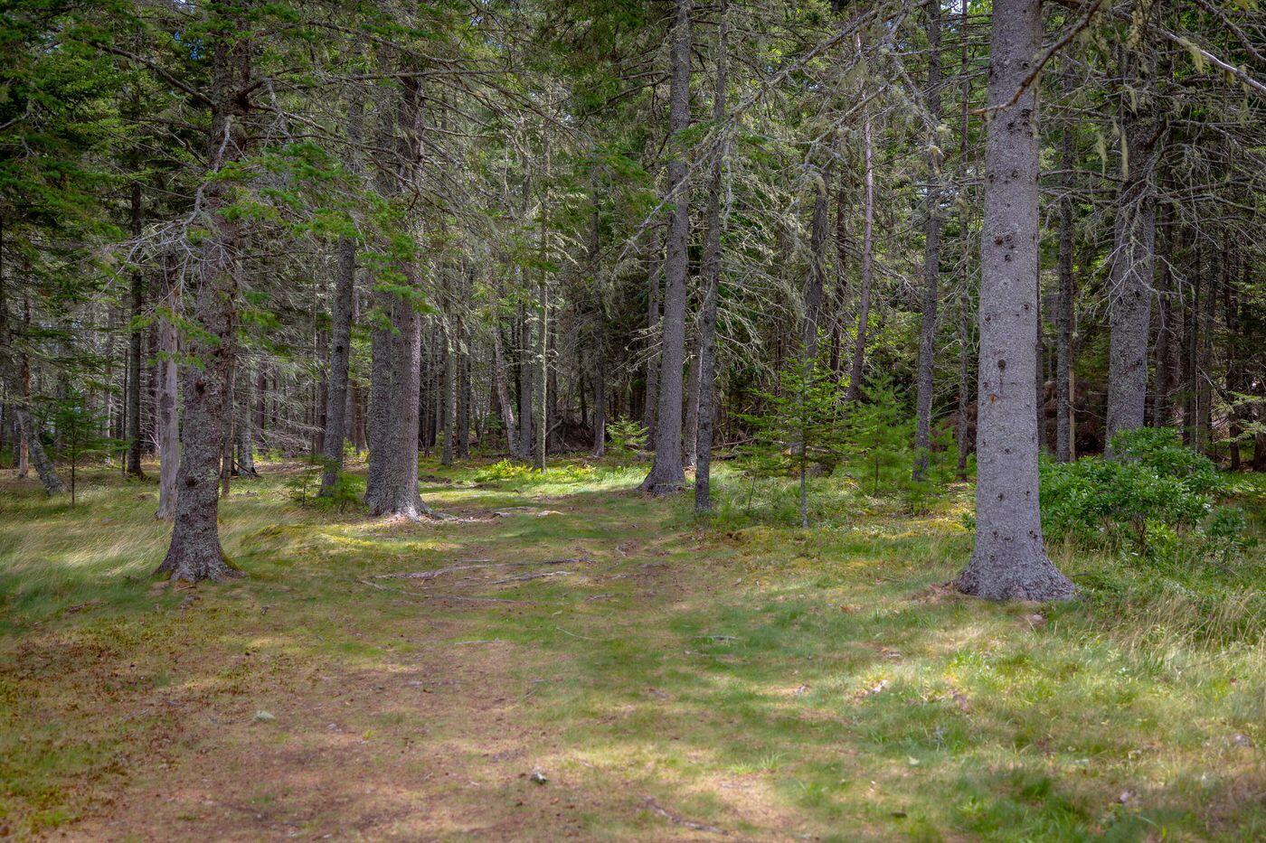 149 Higgins Farm Road Bar Harbor, ME 04609 - Photo 35 of 54 W36-ME3064_36