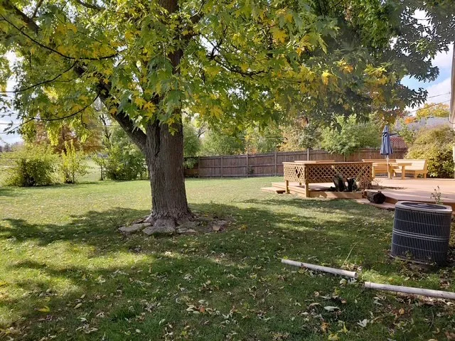 a view of a garden with a tree