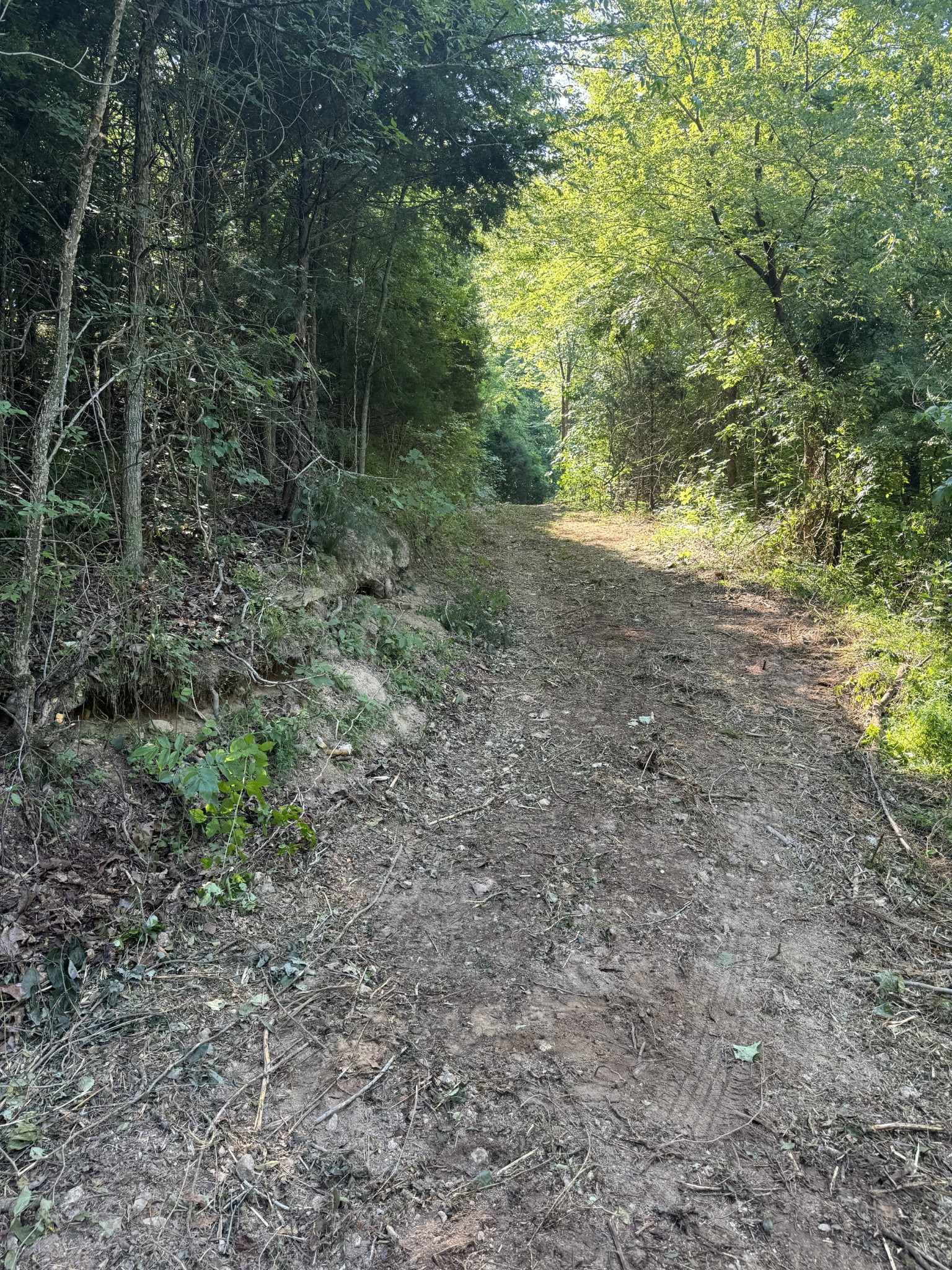 2533 Webb Hollow Road Williamsport, TN 38487 - Photo 12 of 36 a view of a yard with a tree