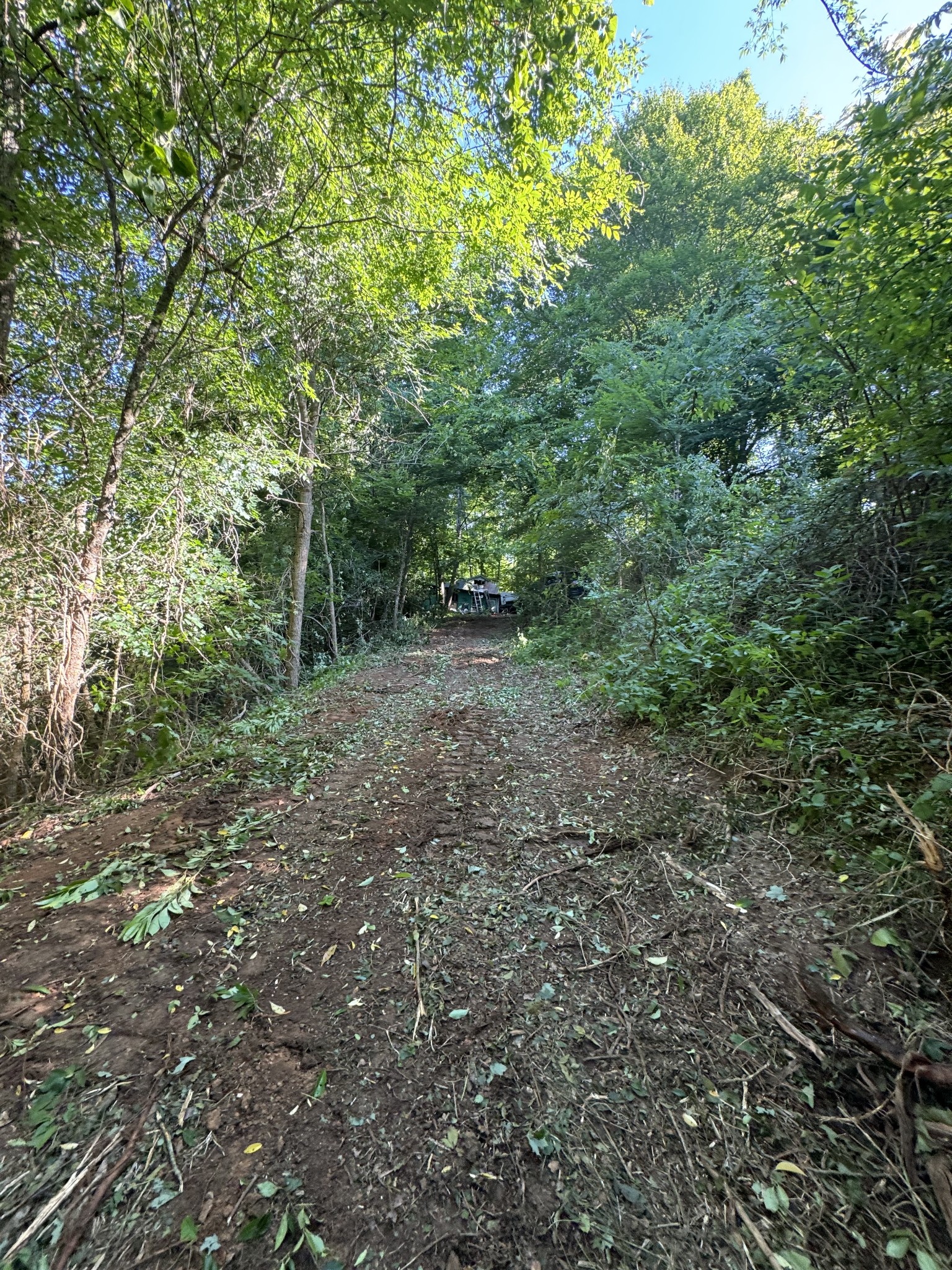 2533 Webb Hollow Road Williamsport, TN 38487 - Photo 14 of 36 a view of a forest with trees in the background