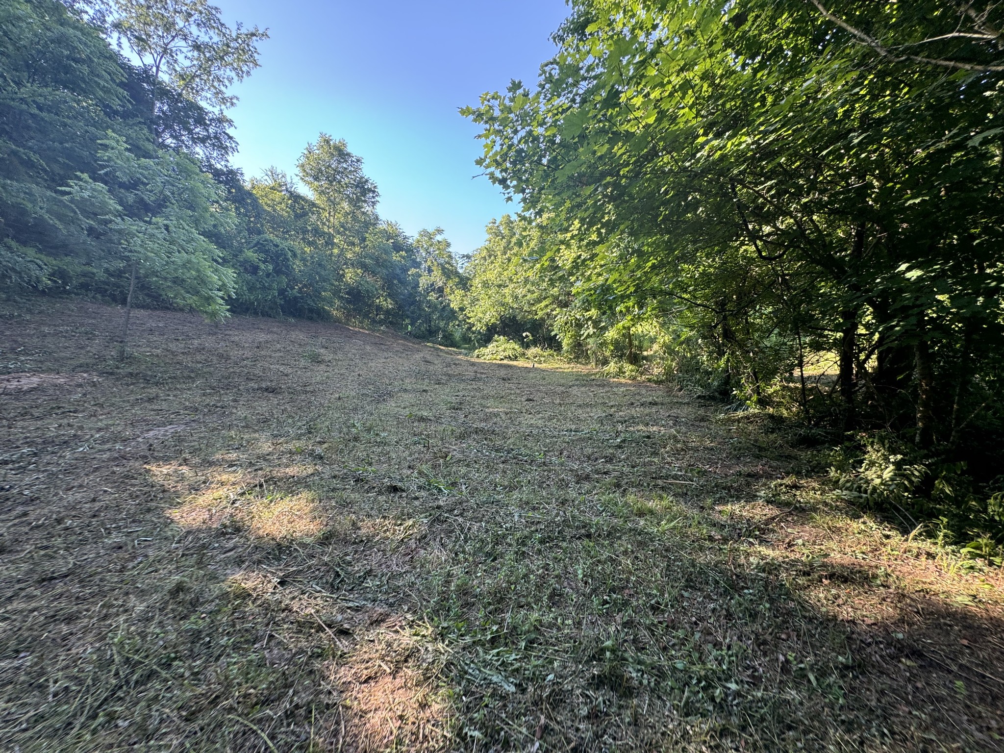 2533 Webb Hollow Road Williamsport, TN 38487 - Photo 15 of 36 a view of a yard with a tree