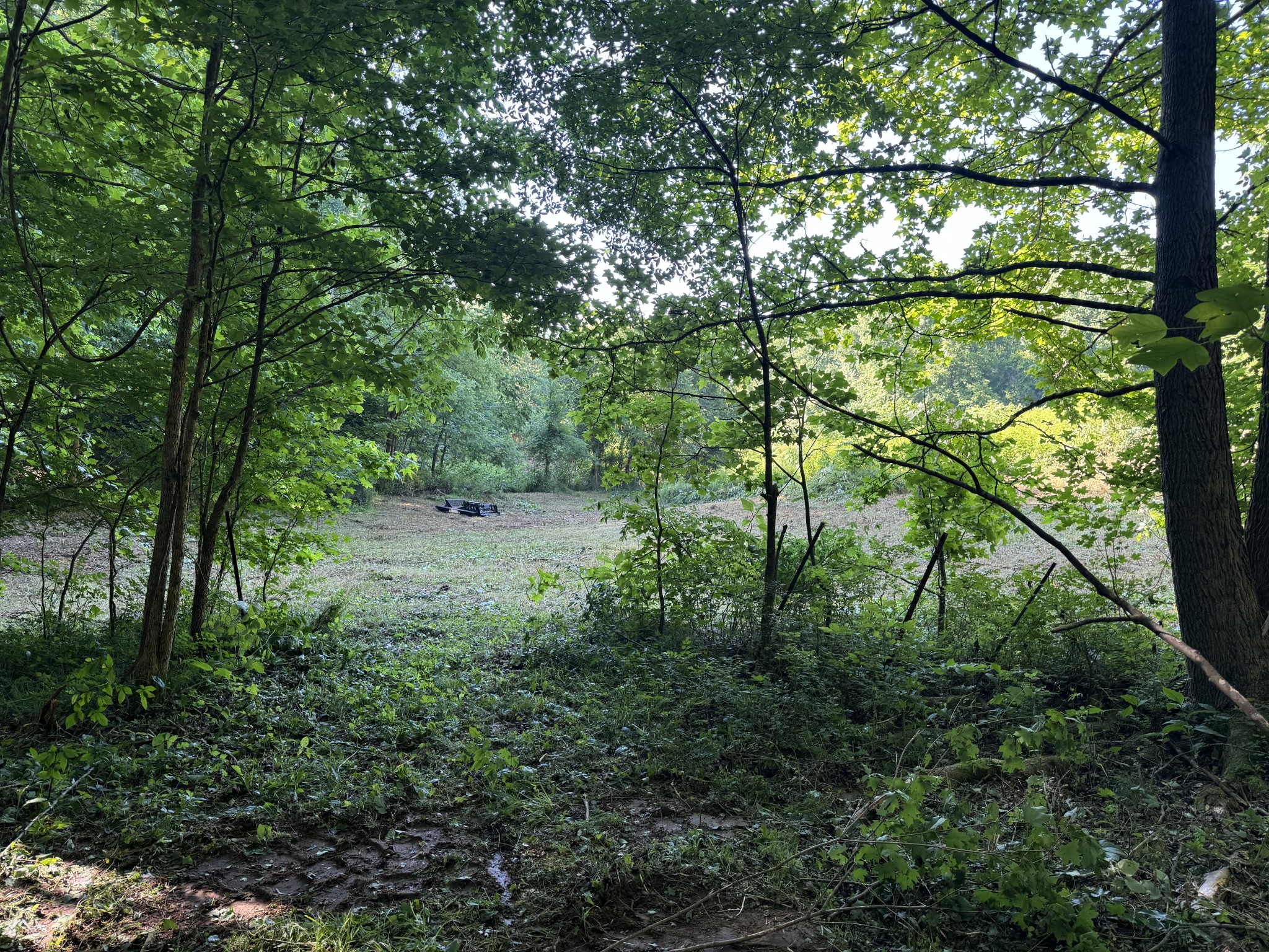 2533 Webb Hollow Road Williamsport, TN 38487 - Photo 18 of 36 a view of a yard with plants and a large tree