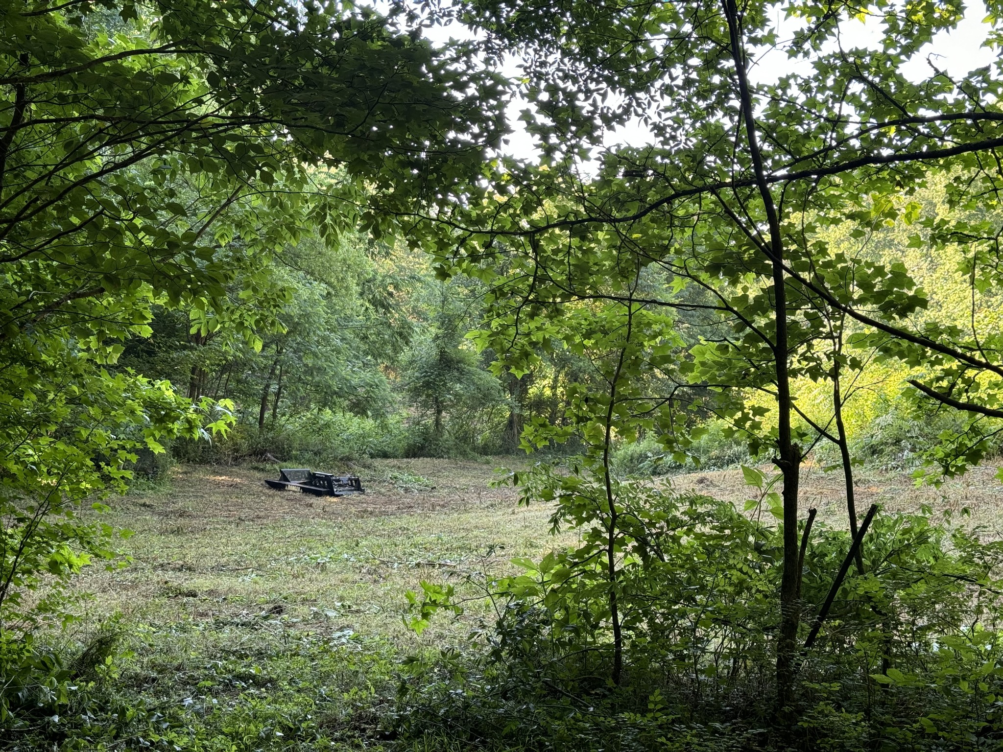 2533 Webb Hollow Road Williamsport, TN 38487 - Photo 19 of 36 a view of a lush green forest