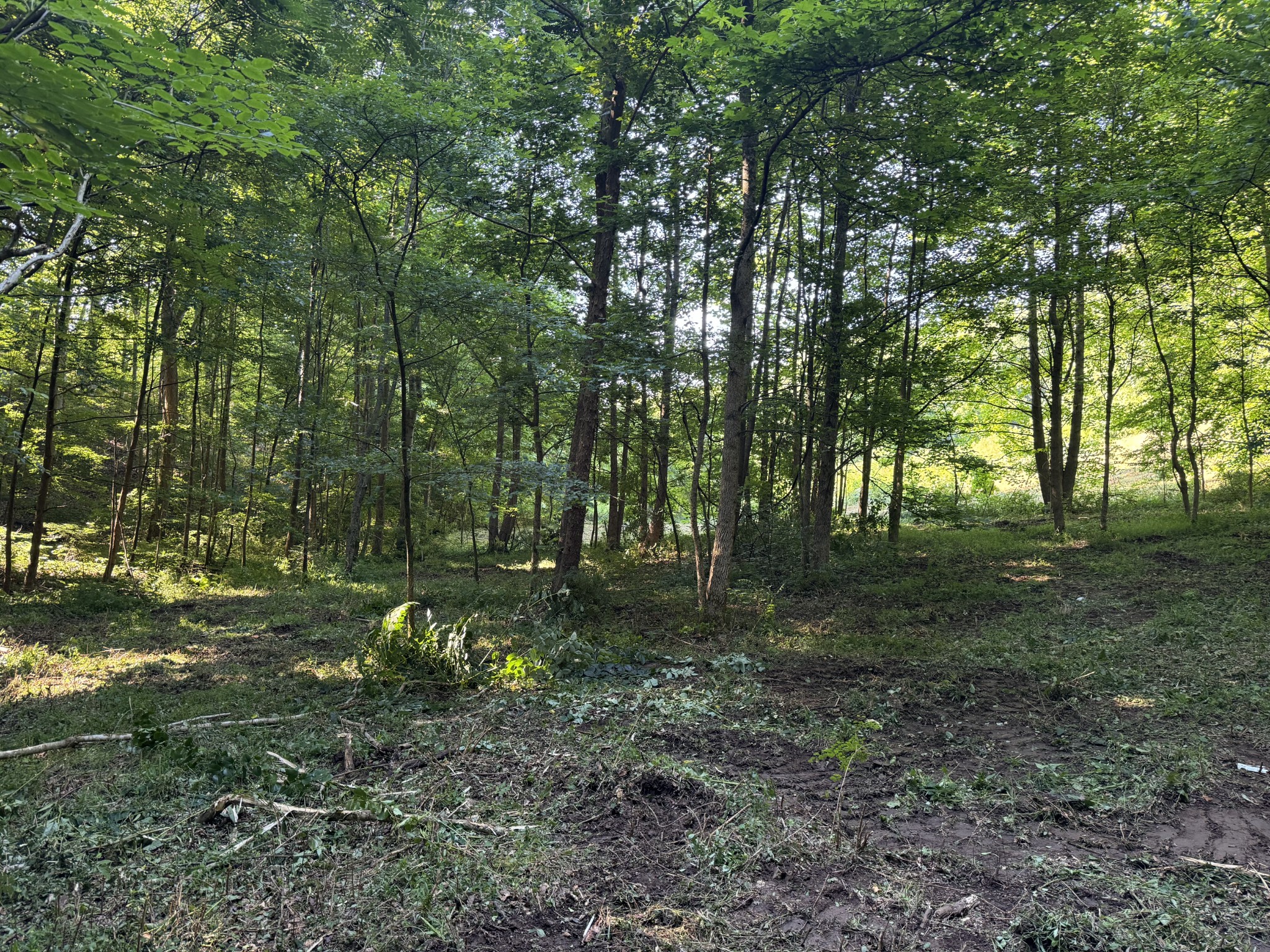 2533 Webb Hollow Road Williamsport, TN 38487 - Photo 20 of 36 a view of a tree in a yard
