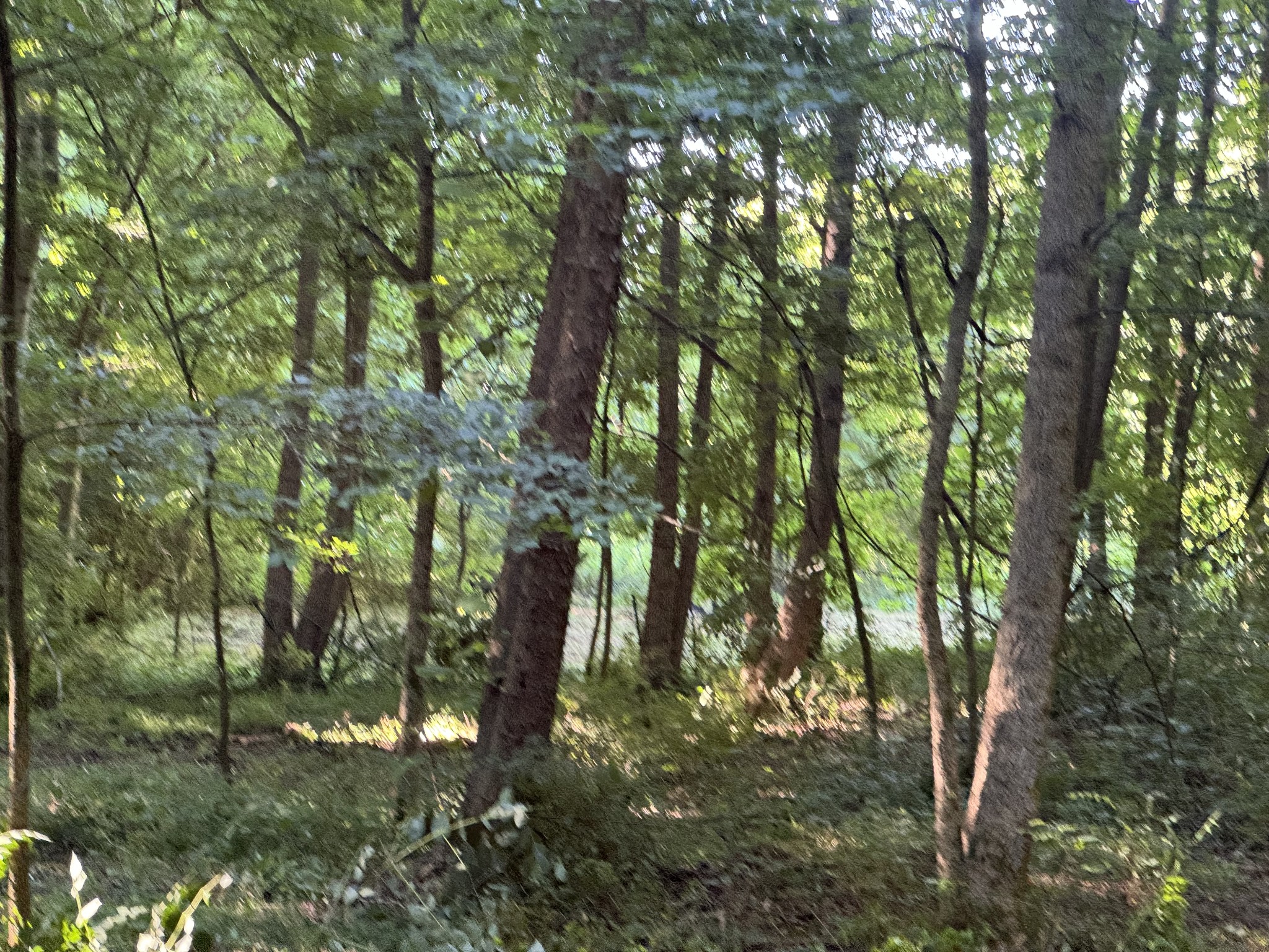 2533 Webb Hollow Road Williamsport, TN 38487 - Photo 21 of 36 a view of a yard