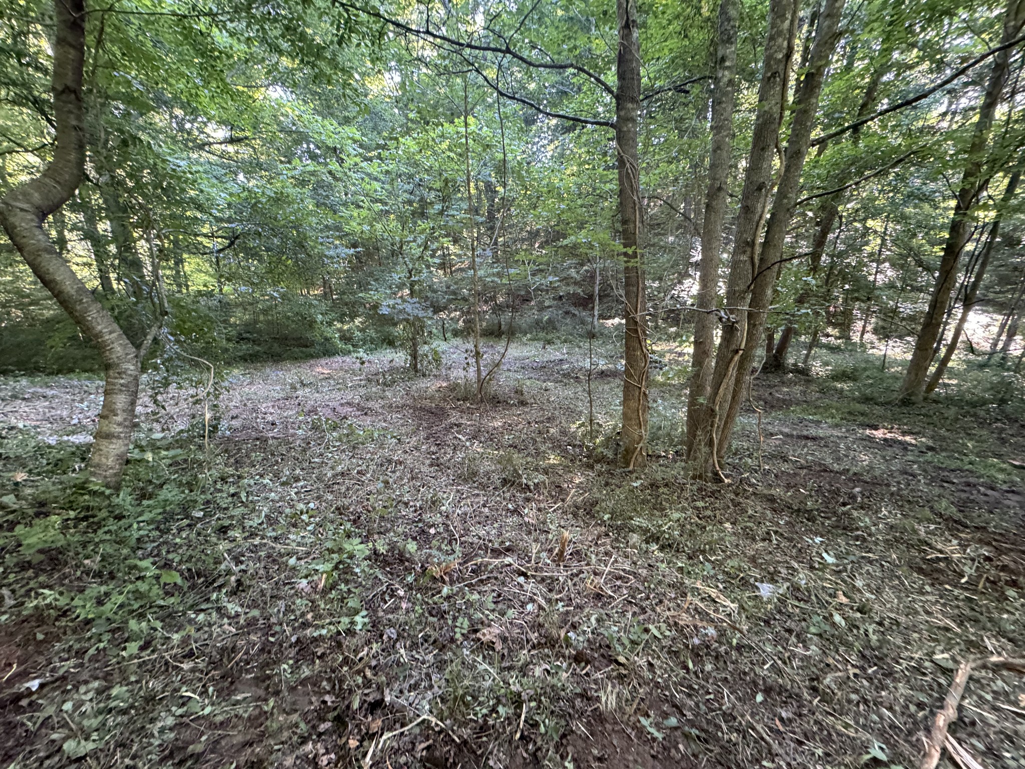 2533 Webb Hollow Road Williamsport, TN 38487 - Photo 22 of 36 a view of a forest with trees in the background