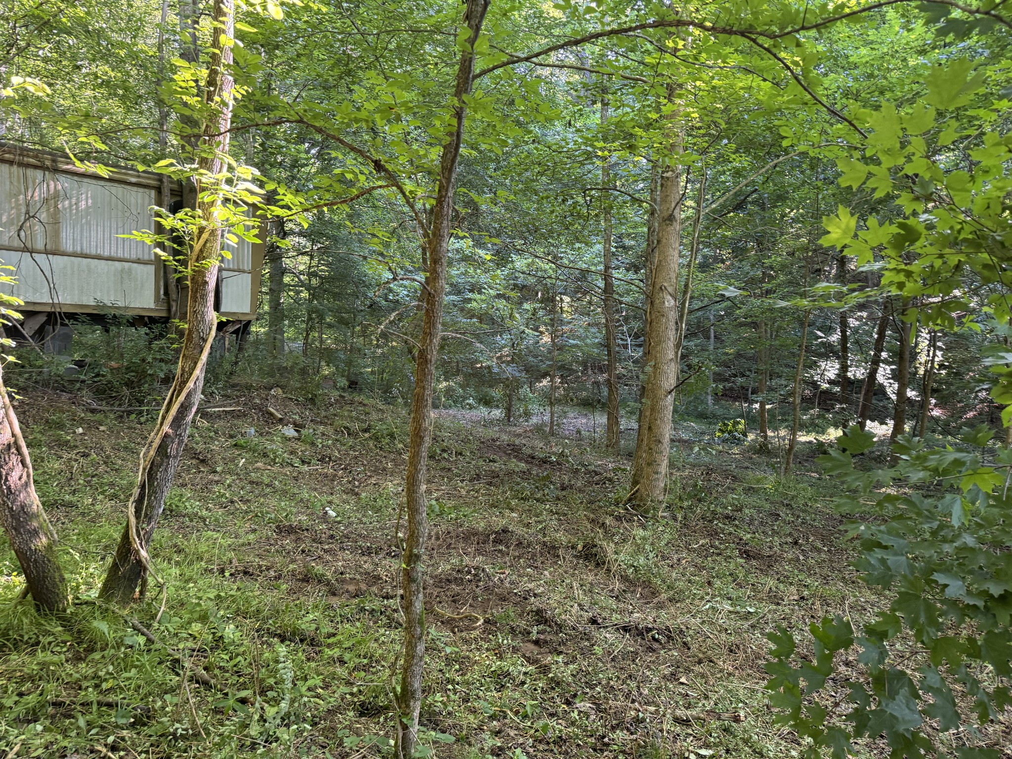 2533 Webb Hollow Road Williamsport, TN 38487 - Photo 23 of 36 a view of a forest