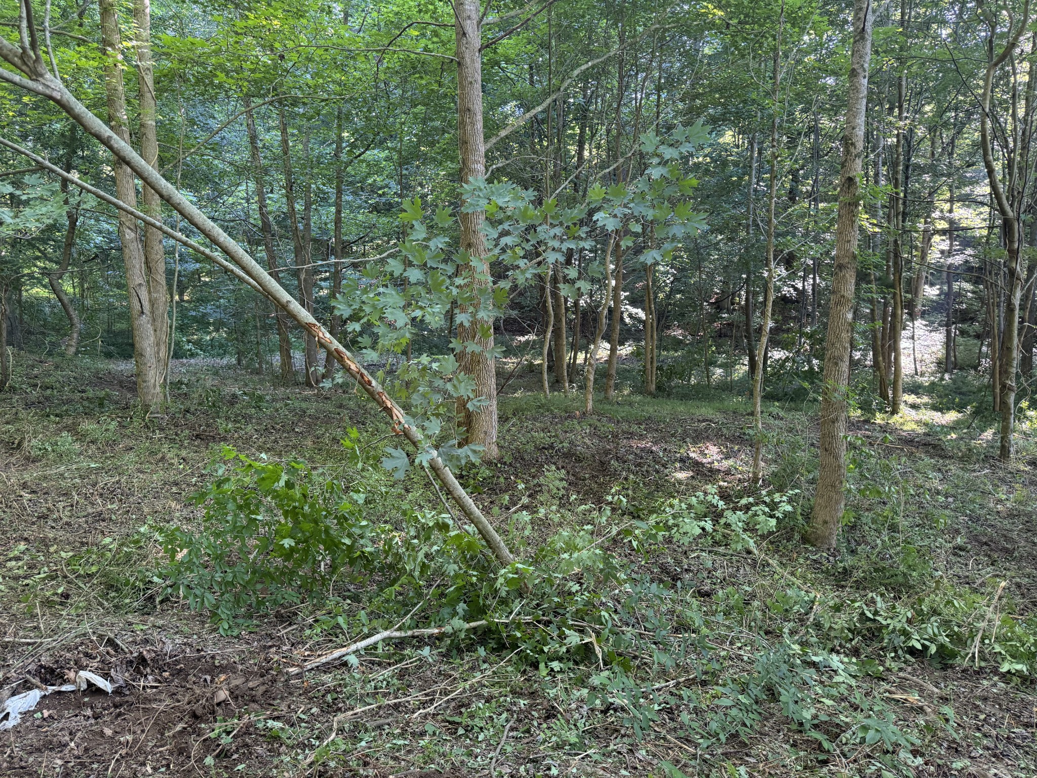 2533 Webb Hollow Road Williamsport, TN 38487 - Photo 24 of 36 a view of a forest with a tree