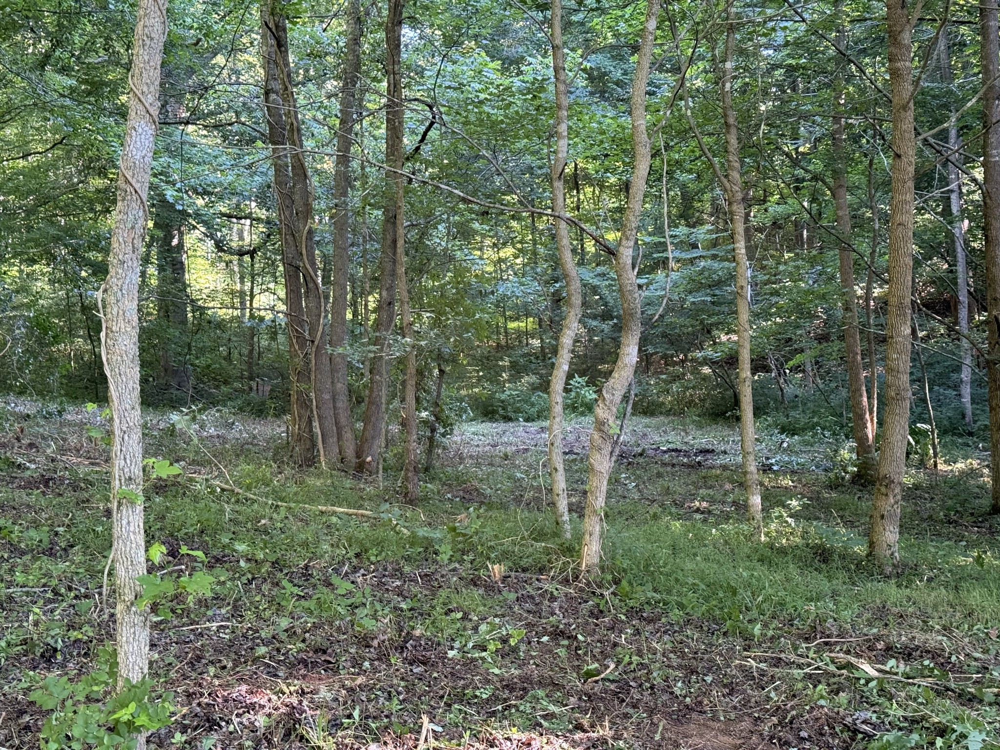2533 Webb Hollow Road Williamsport, TN 38487 - Photo 25 of 36 a view of a forest