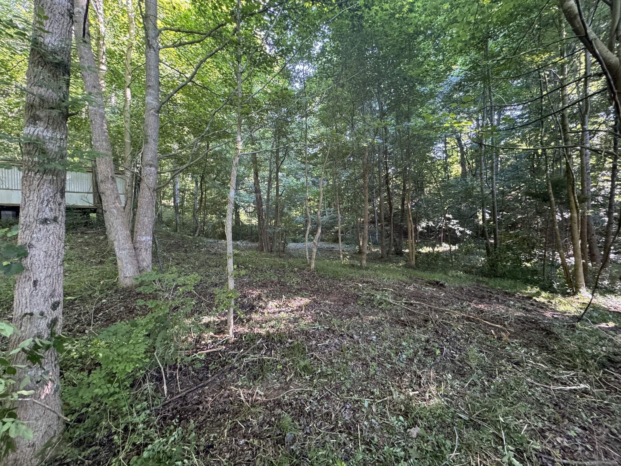 2533 Webb Hollow Road Williamsport, TN 38487 - Photo 26 of 36 a view of a forest with trees