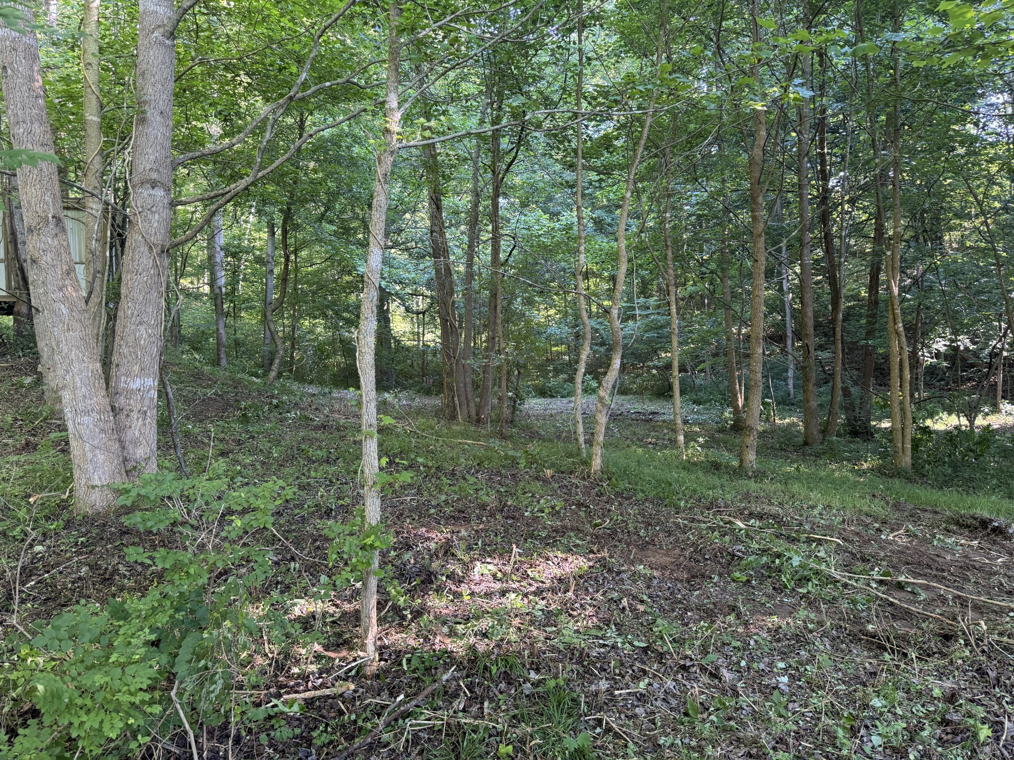 2533 Webb Hollow Road Williamsport, TN 38487 - Photo 27 of 36 a view of a forest that has large trees