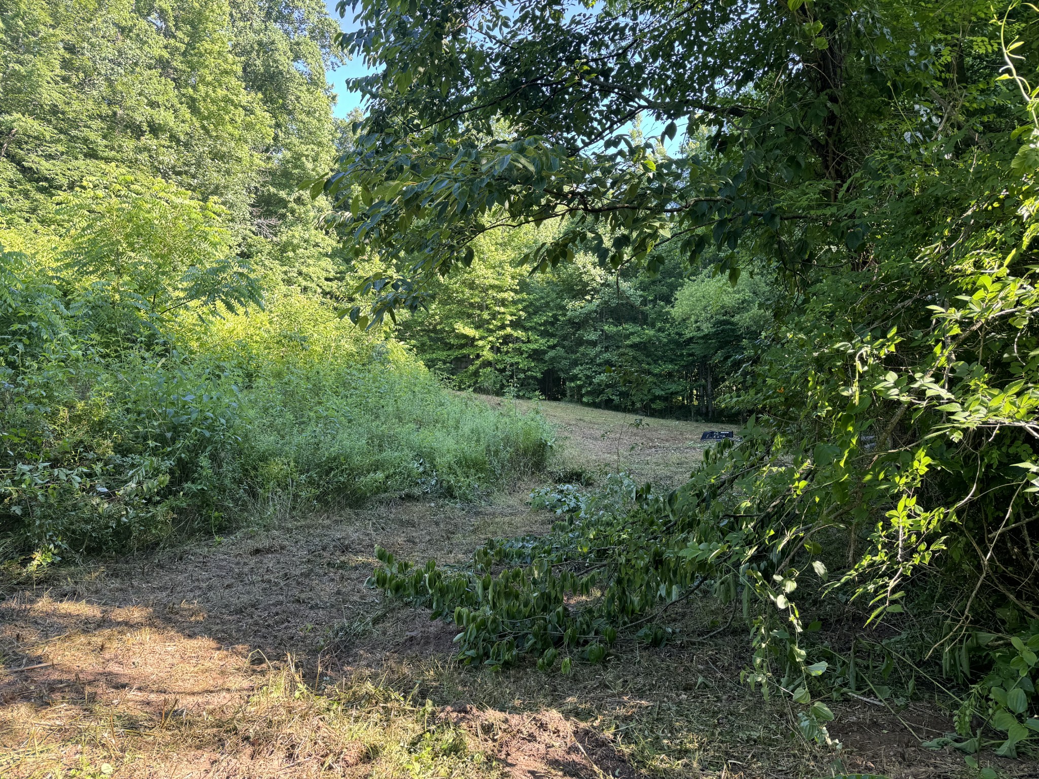 2533 Webb Hollow Road Williamsport, TN 38487 - Photo 30 of 36 a view of a forest with a tree
