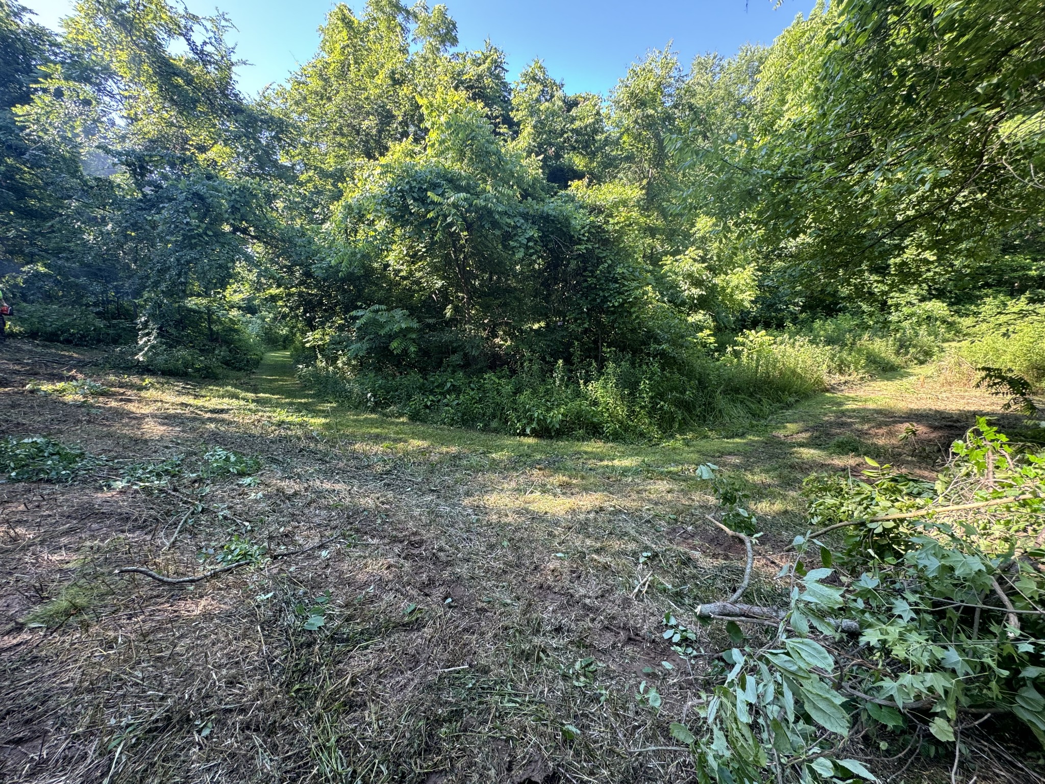 2533 Webb Hollow Road Williamsport, TN 38487 - Photo 3 of 36 a big yard with lots of green space and deers