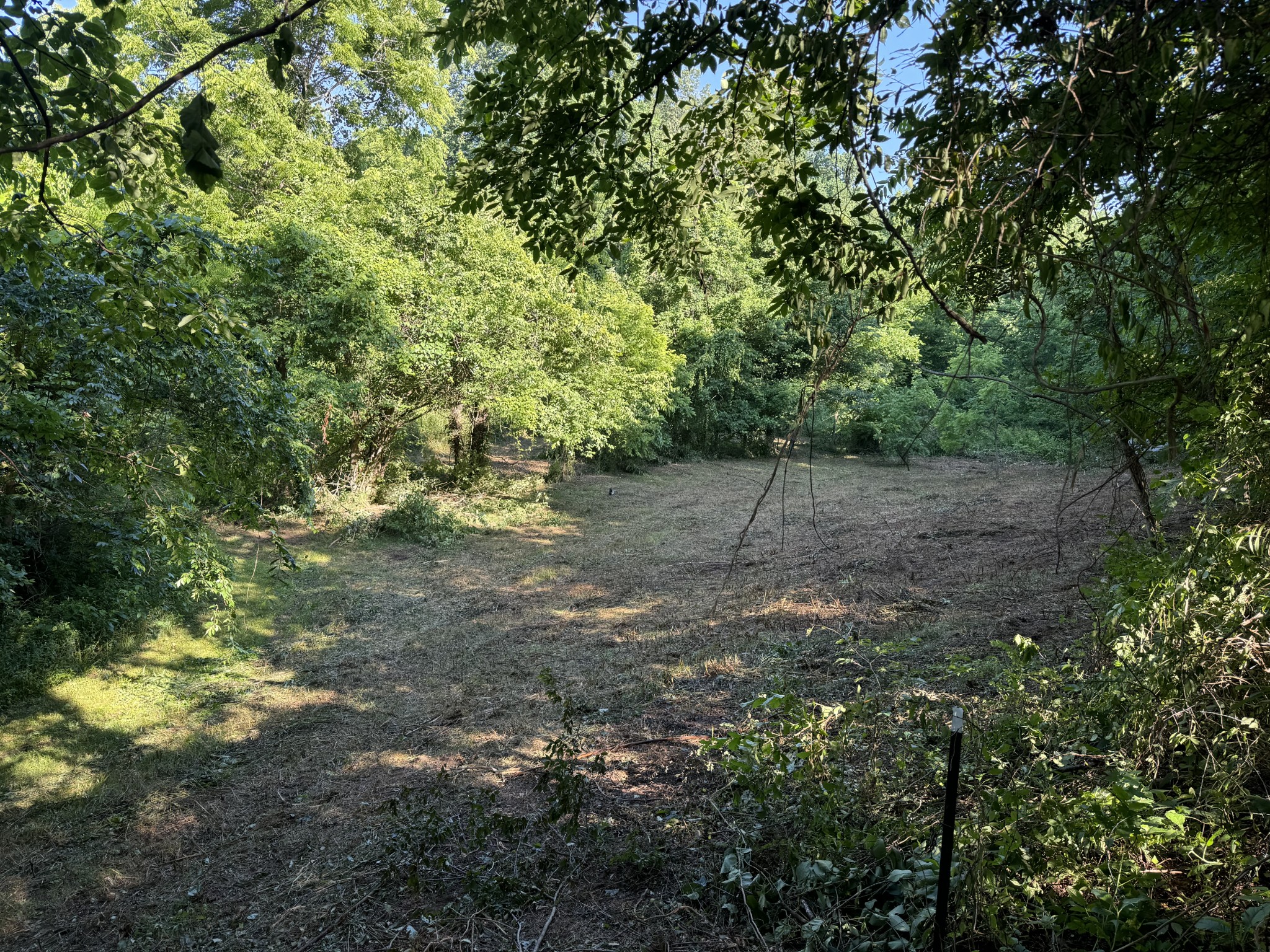2533 Webb Hollow Road Williamsport, TN 38487 - Photo 31 of 36 a view of a field with trees in the background