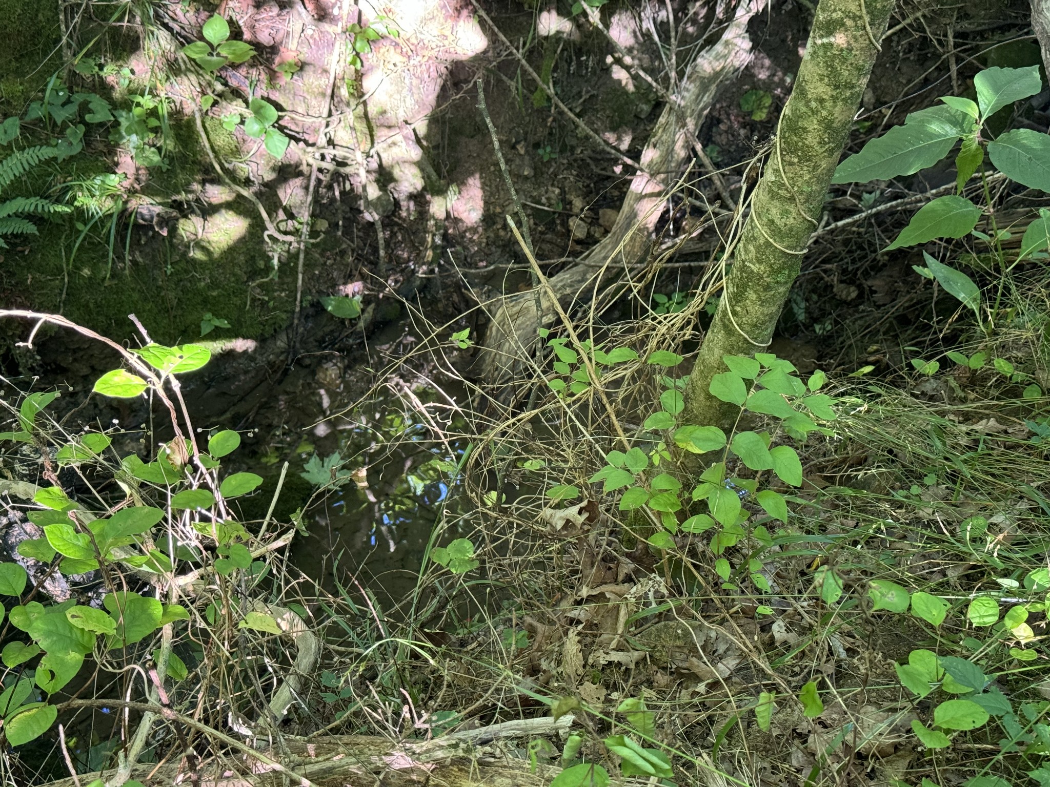 2533 Webb Hollow Road Williamsport, TN 38487 - Photo 32 of 36 a backyard of a house with lots of green space