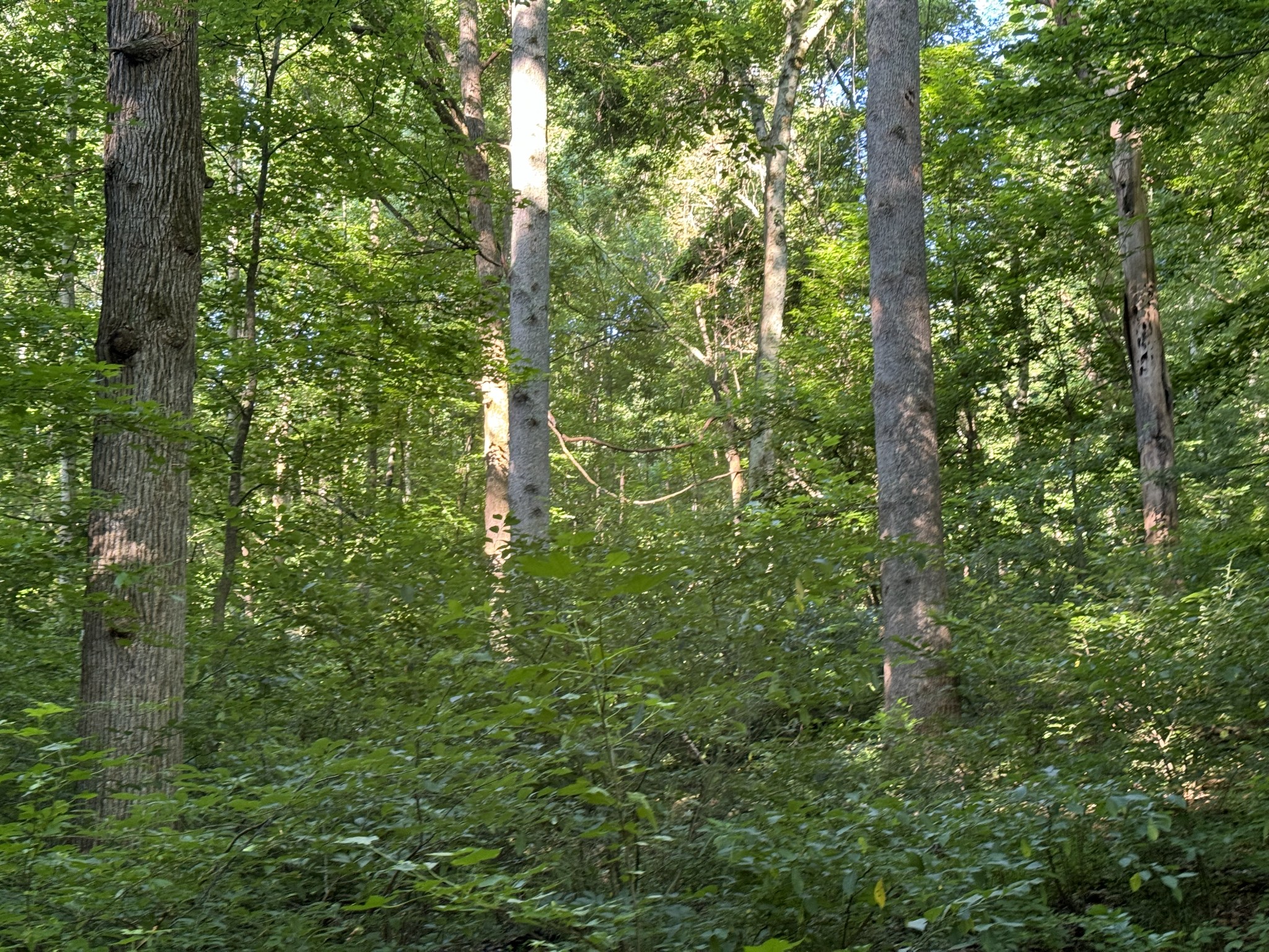 2533 Webb Hollow Road Williamsport, TN 38487 - Photo 33 of 36 a view of a lush green forest