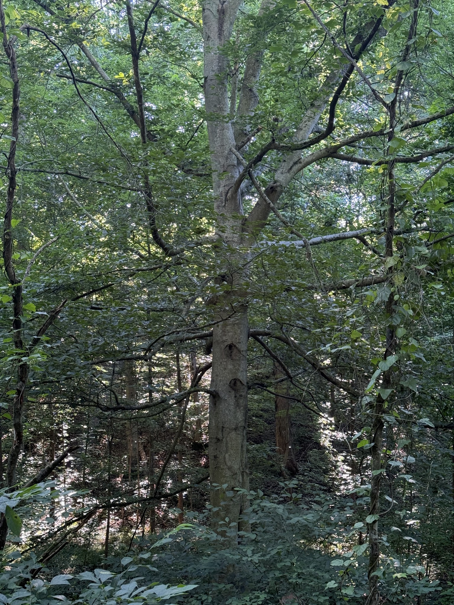 2533 Webb Hollow Road Williamsport, TN 38487 - Photo 34 of 36 a view of a tree in a forest