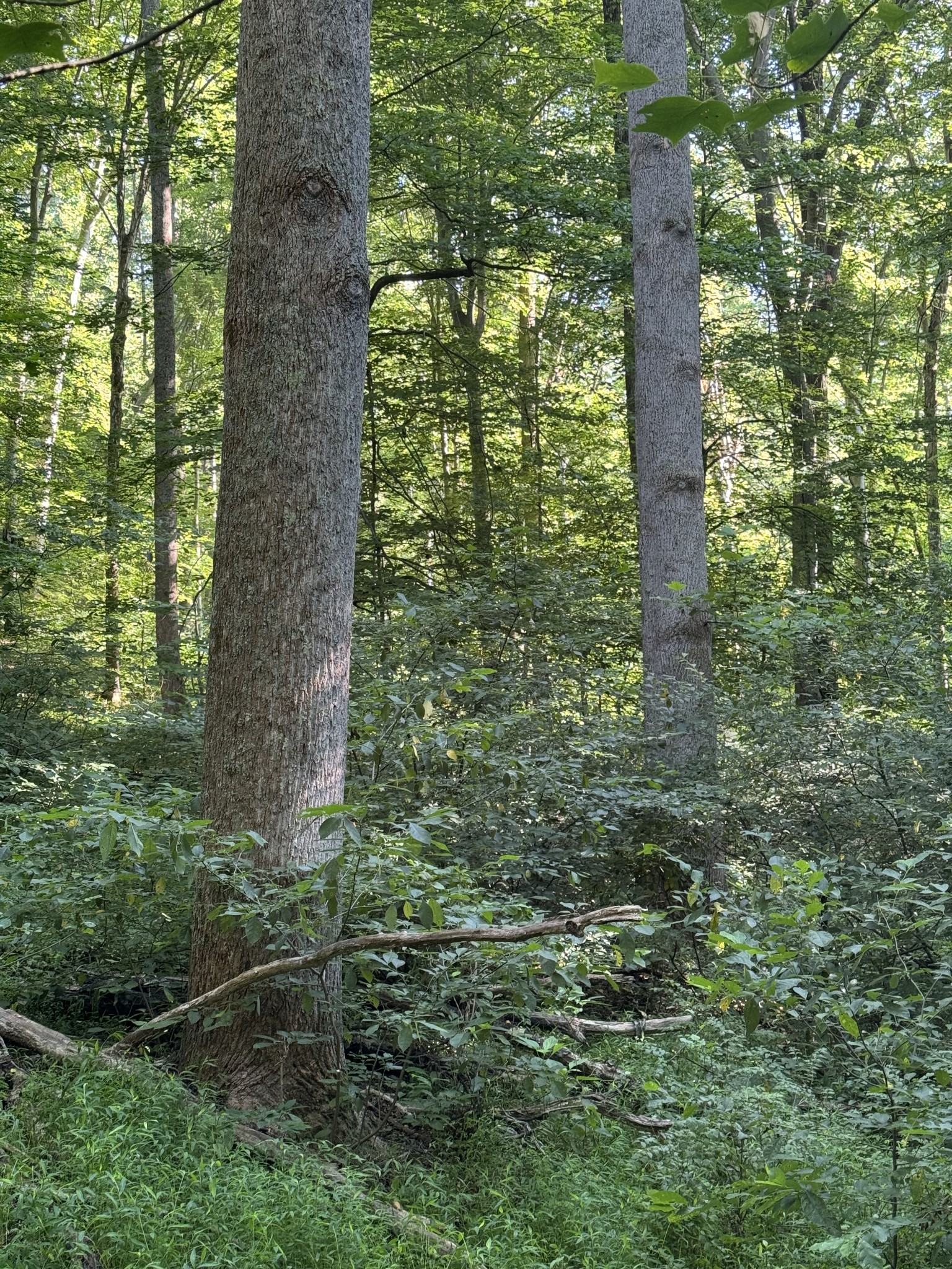 2533 Webb Hollow Road Williamsport, TN 38487 - Photo 35 of 36 a view of a garden