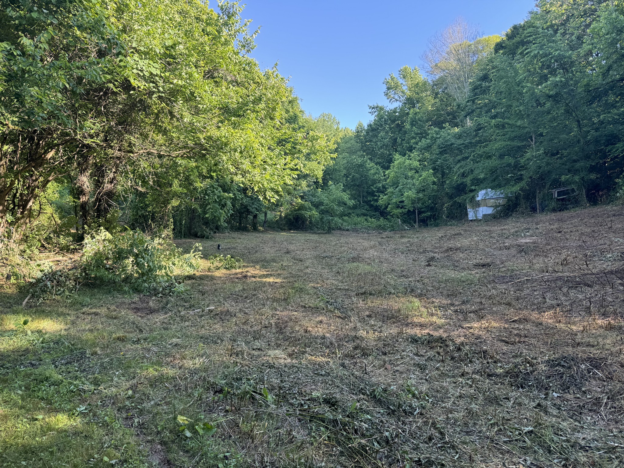 2533 Webb Hollow Road Williamsport, TN 38487 - Photo 8 of 36 a view of a field with trees in background