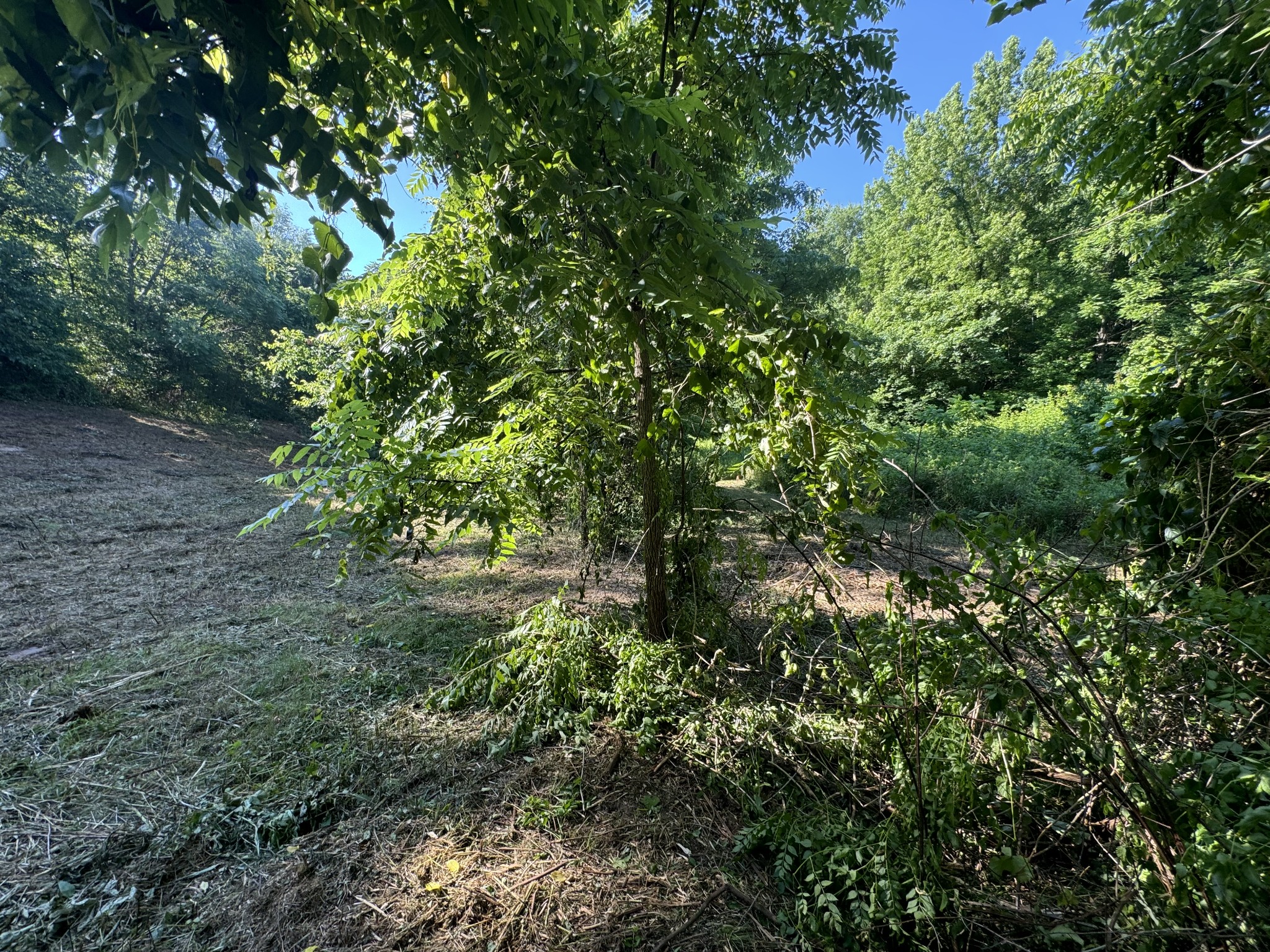 2533 Webb Hollow Road Williamsport, TN 38487 - Photo 9 of 36 a view of a lush green forest