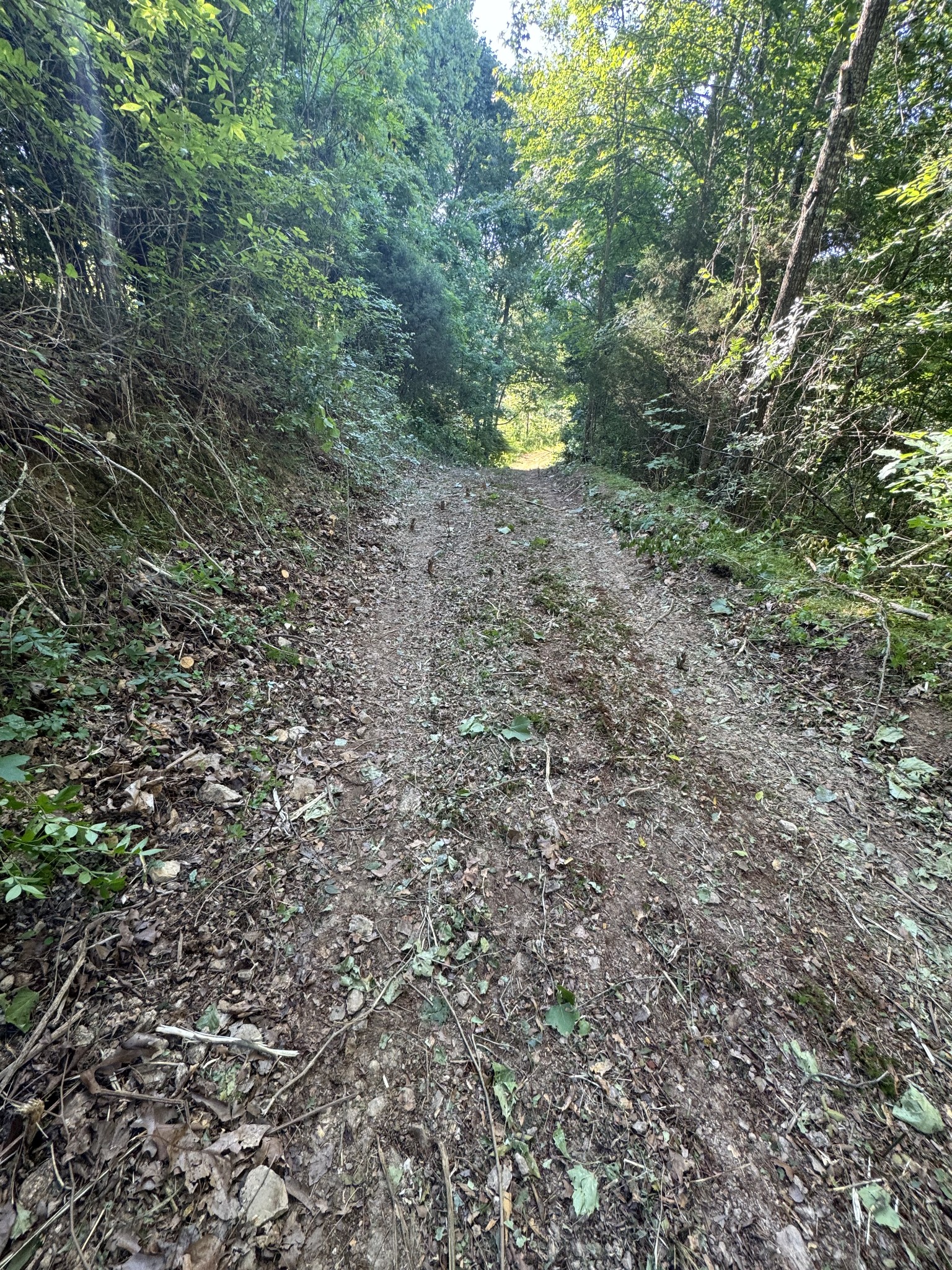 2533 Webb Hollow Road Williamsport, TN 38487 - Photo 10 of 36 a view of a dry yard