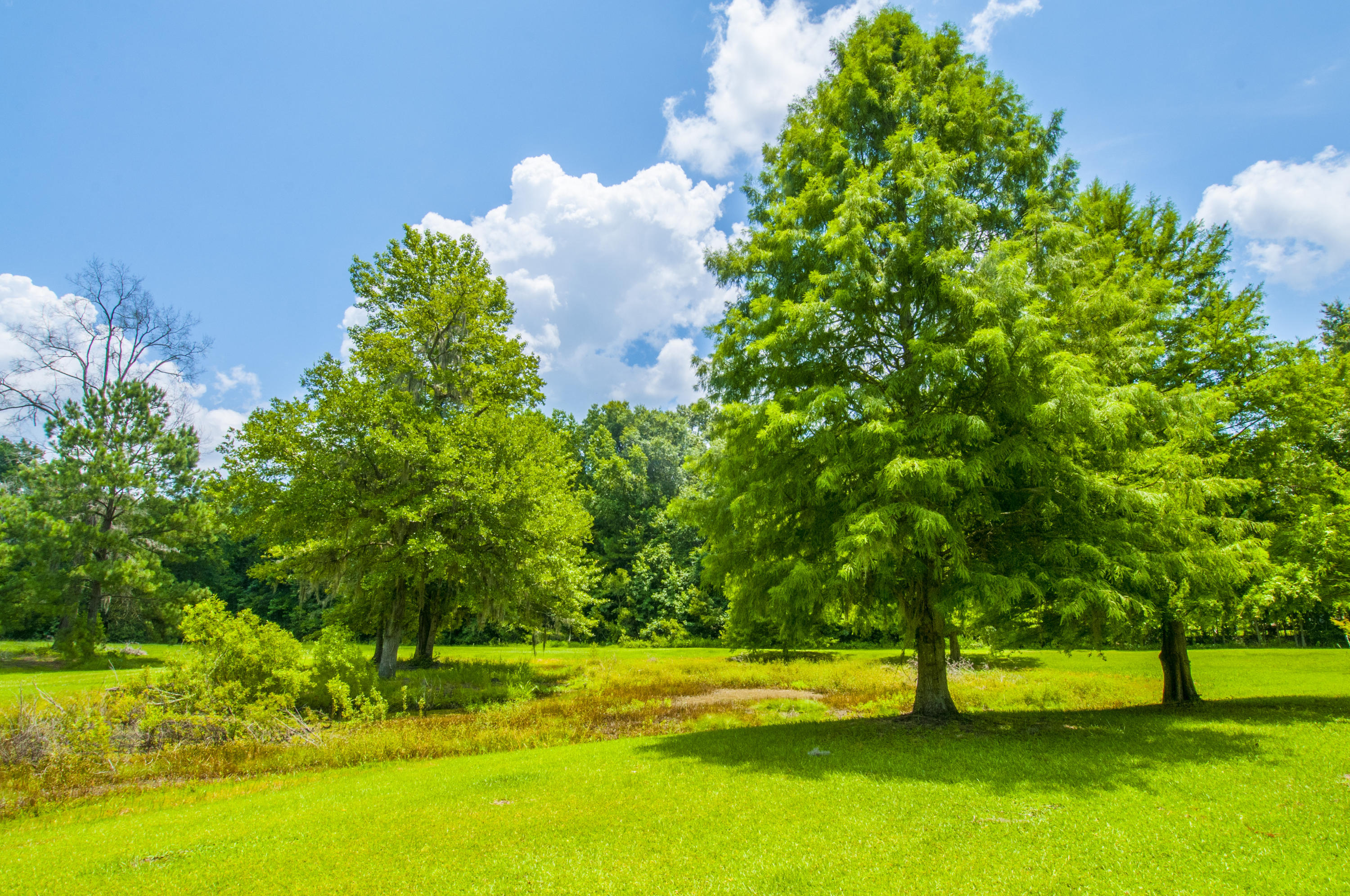 5626 Salters Hill Road Ravenel, SC 29470 - Photo 32 of 51 Land